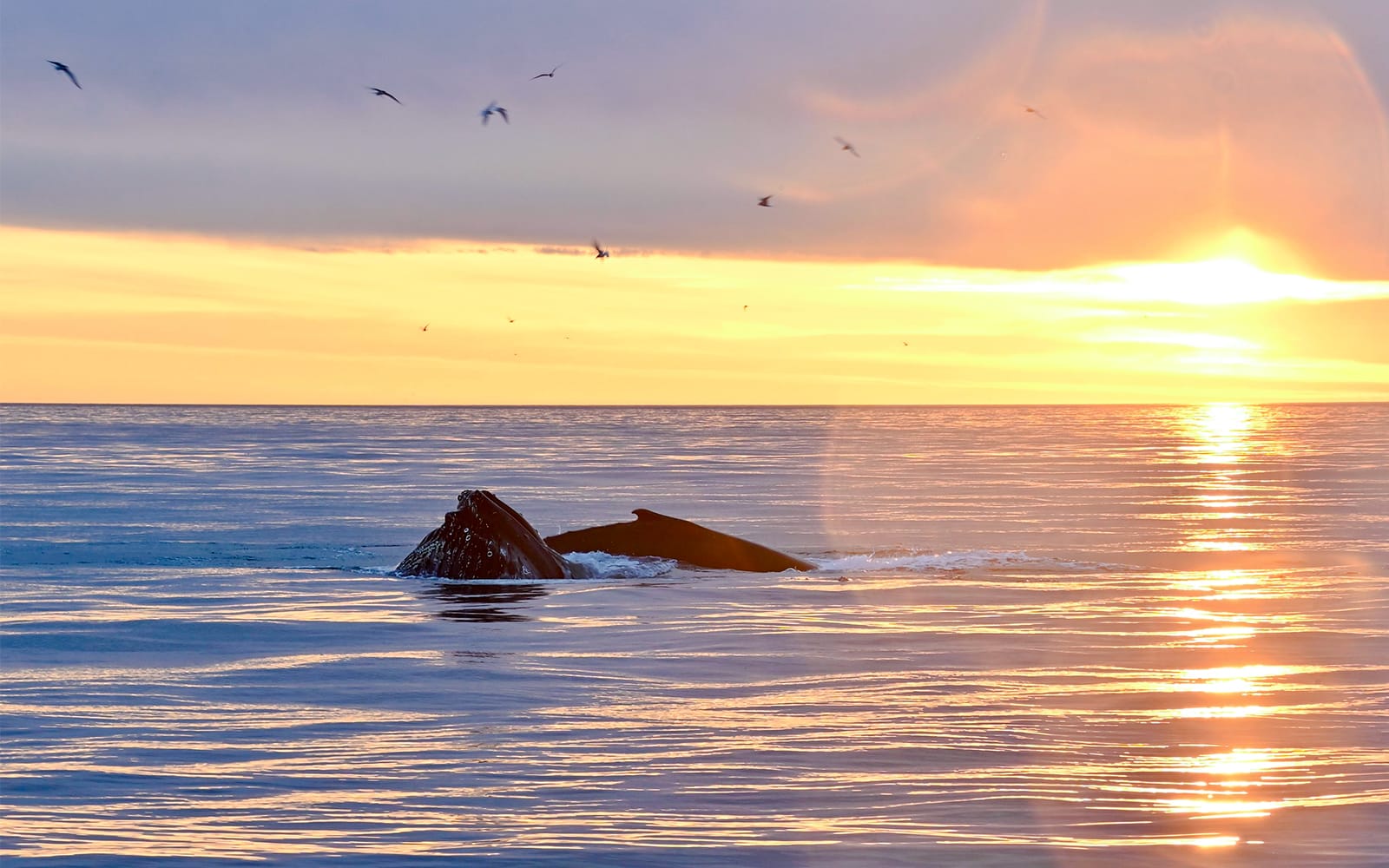 From Reykjavik: Midnight Sun Whale Watching Tour tickets in Reykjavik - Activities | TickYourList