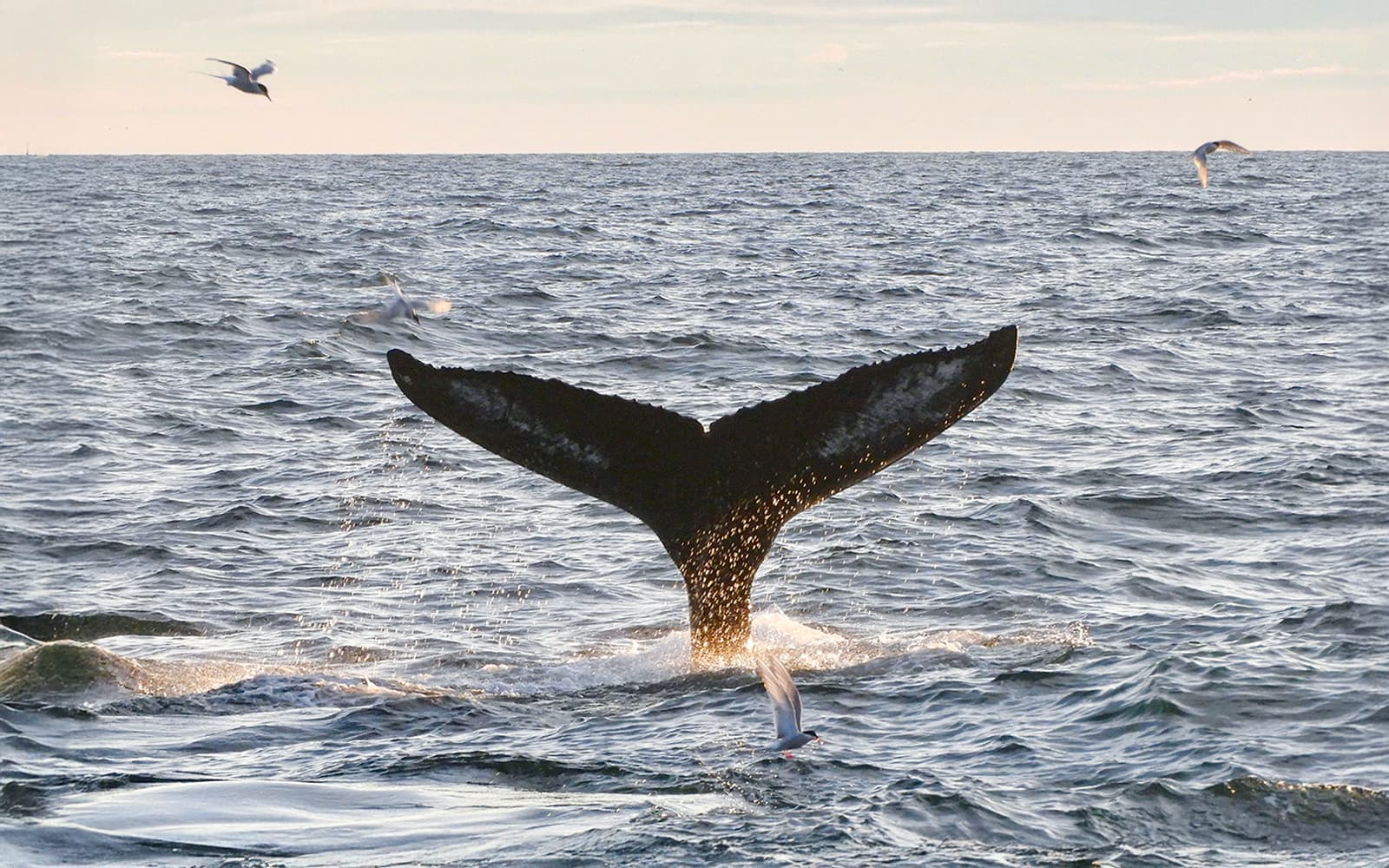 From Reykjavik: Midnight Sun Whale Watching Tour tickets in Reykjavik - Features | TickYourList
