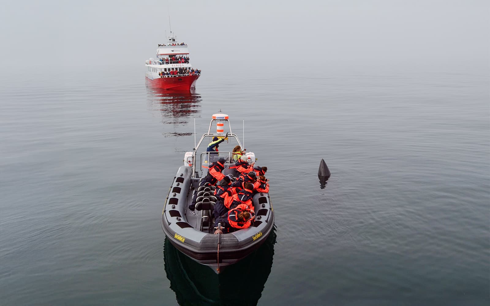 From Reykjavik: 2-Hour Whale and Puffin Watching RIB Boat Tour