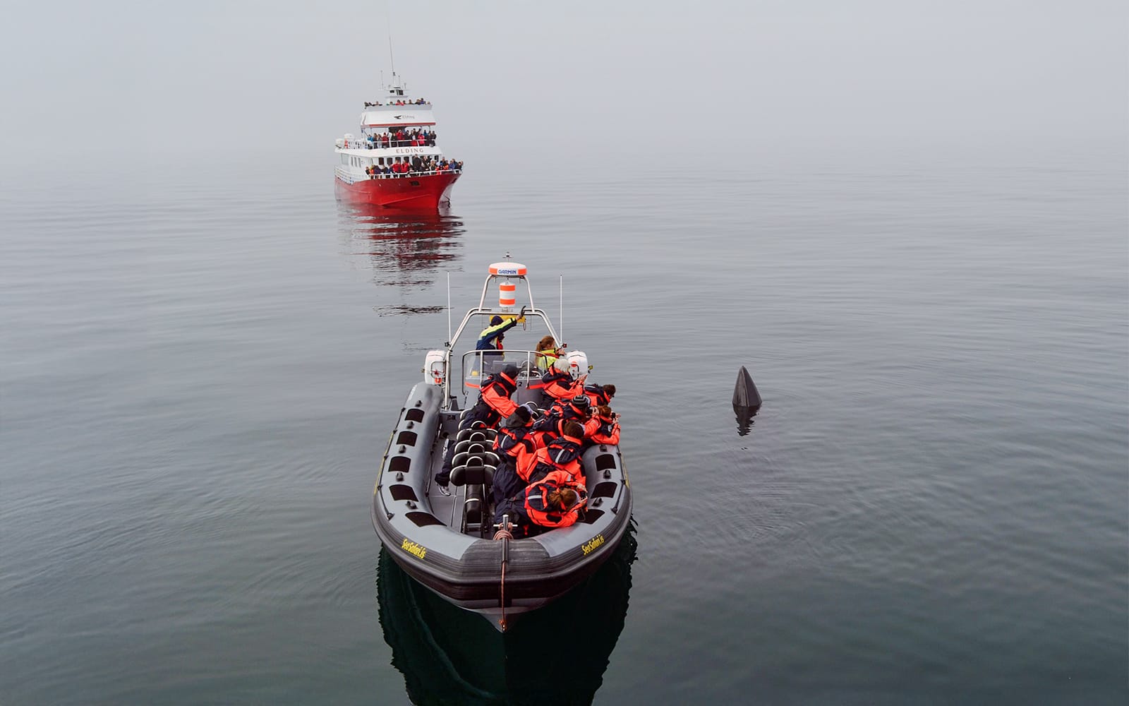 From Reykjavik: 2-Hour Whale and Puffin Watching RIB Boat Tour