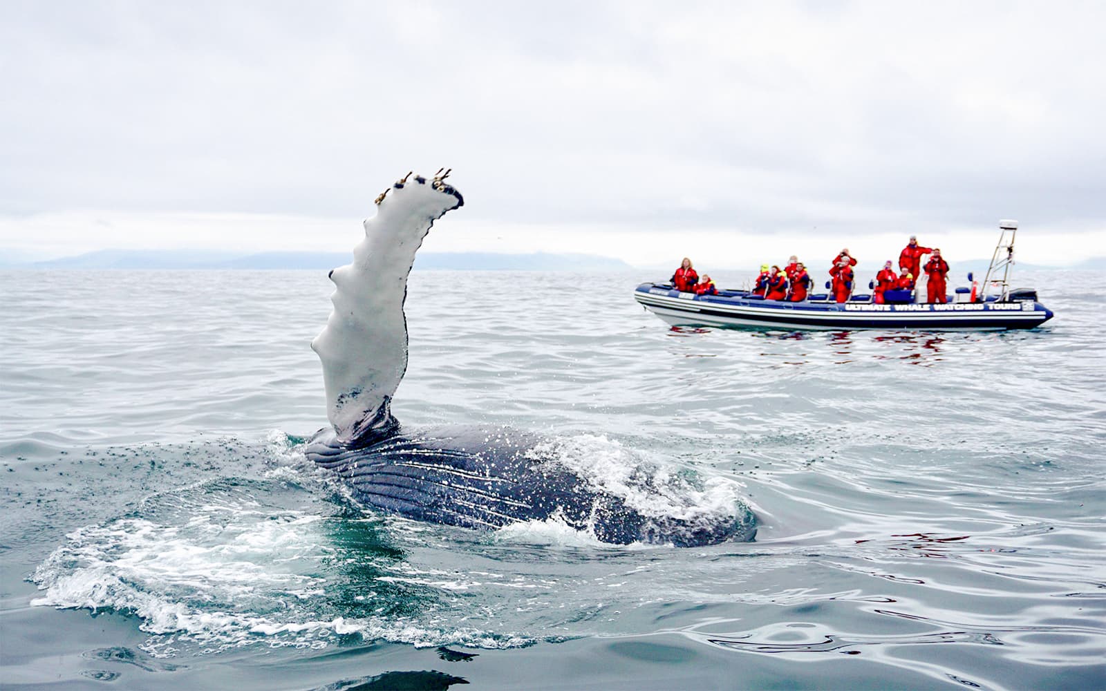 From Reykjavik: 2-Hour Whale and Puffin Watching RIB Boat Tour tickets in Reykjavik - Attractions | TickYourList