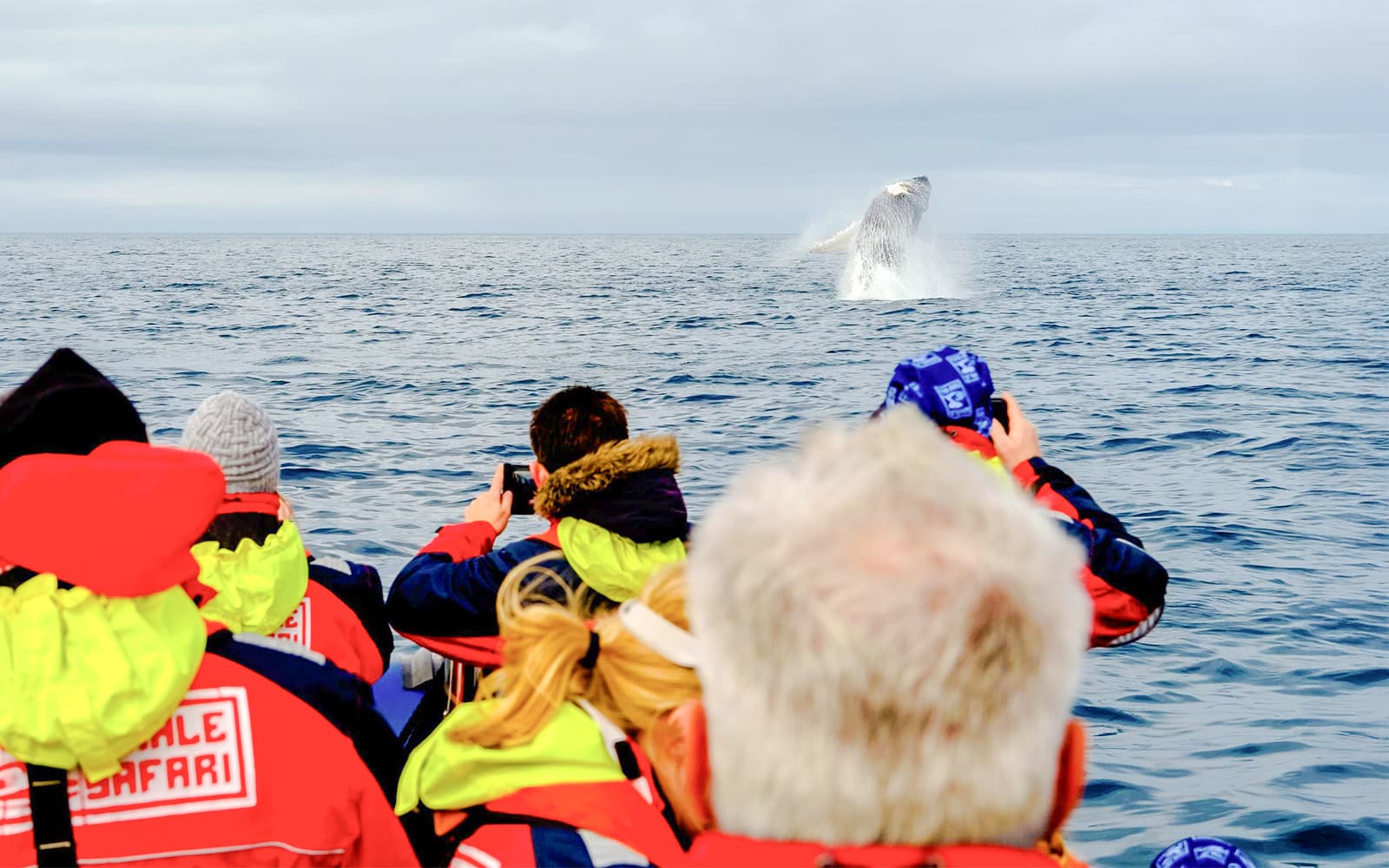 From Reykjavik: 2-Hour Whale and Puffin Watching RIB Boat Tour tickets in Reykjavik - Highlights | TickYourList