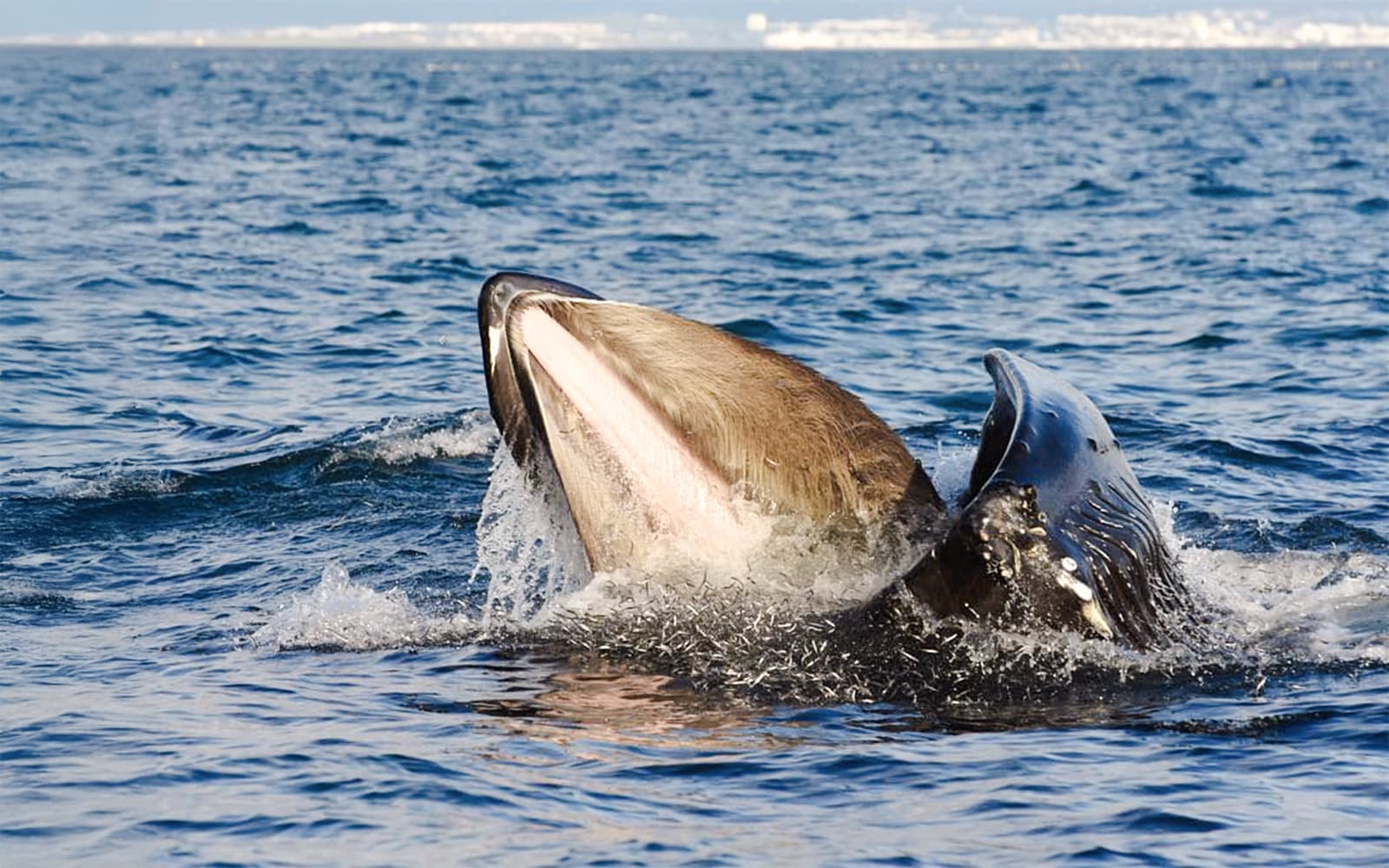 From Reykjavik: 2-Hour Whale and Puffin Watching RIB Boat Tour tickets in Reykjavik - Features | TickYourList