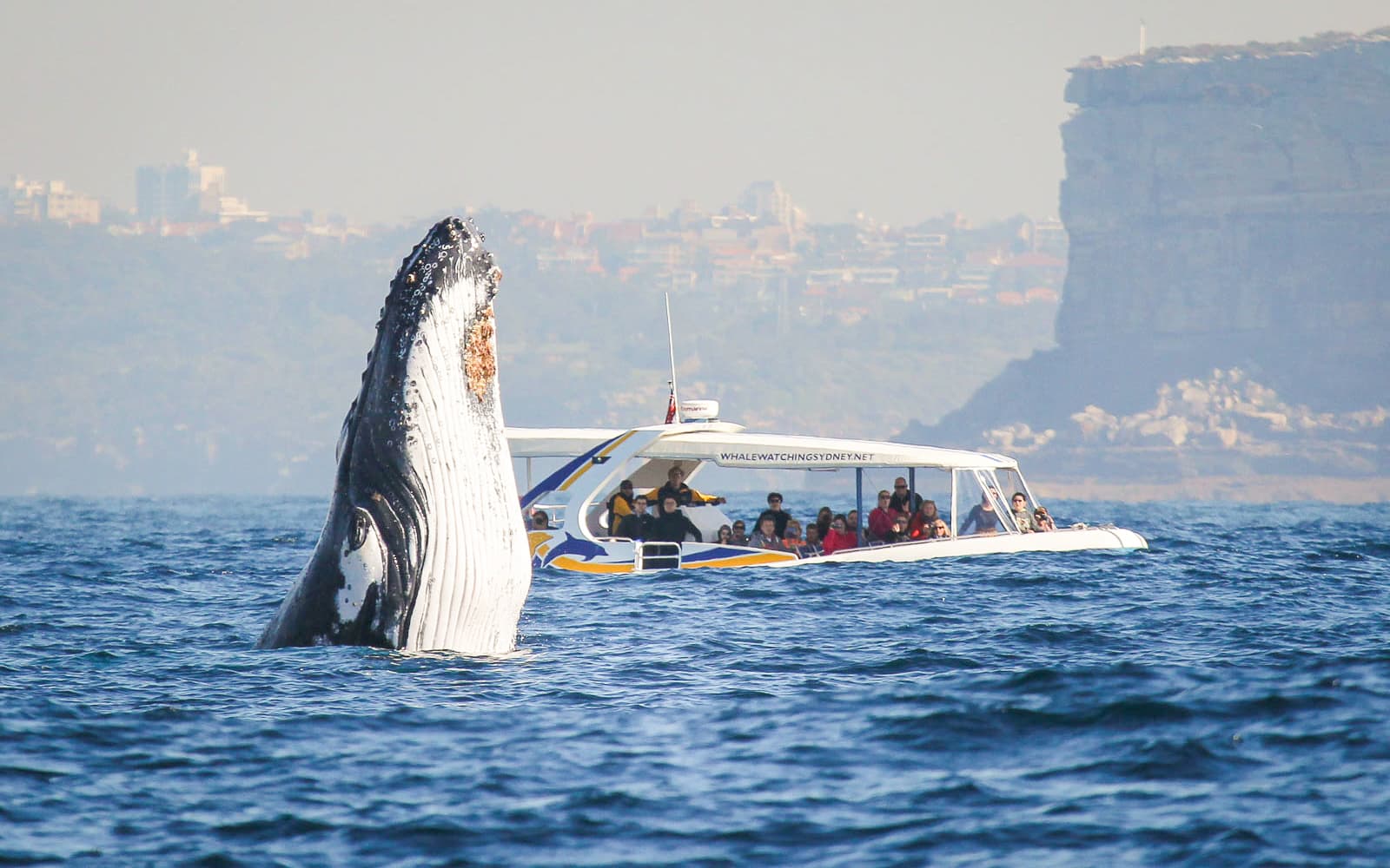 Sydney Whale Watching Cruise with 2-Day Hop-On Hop-Off Ferry Pass