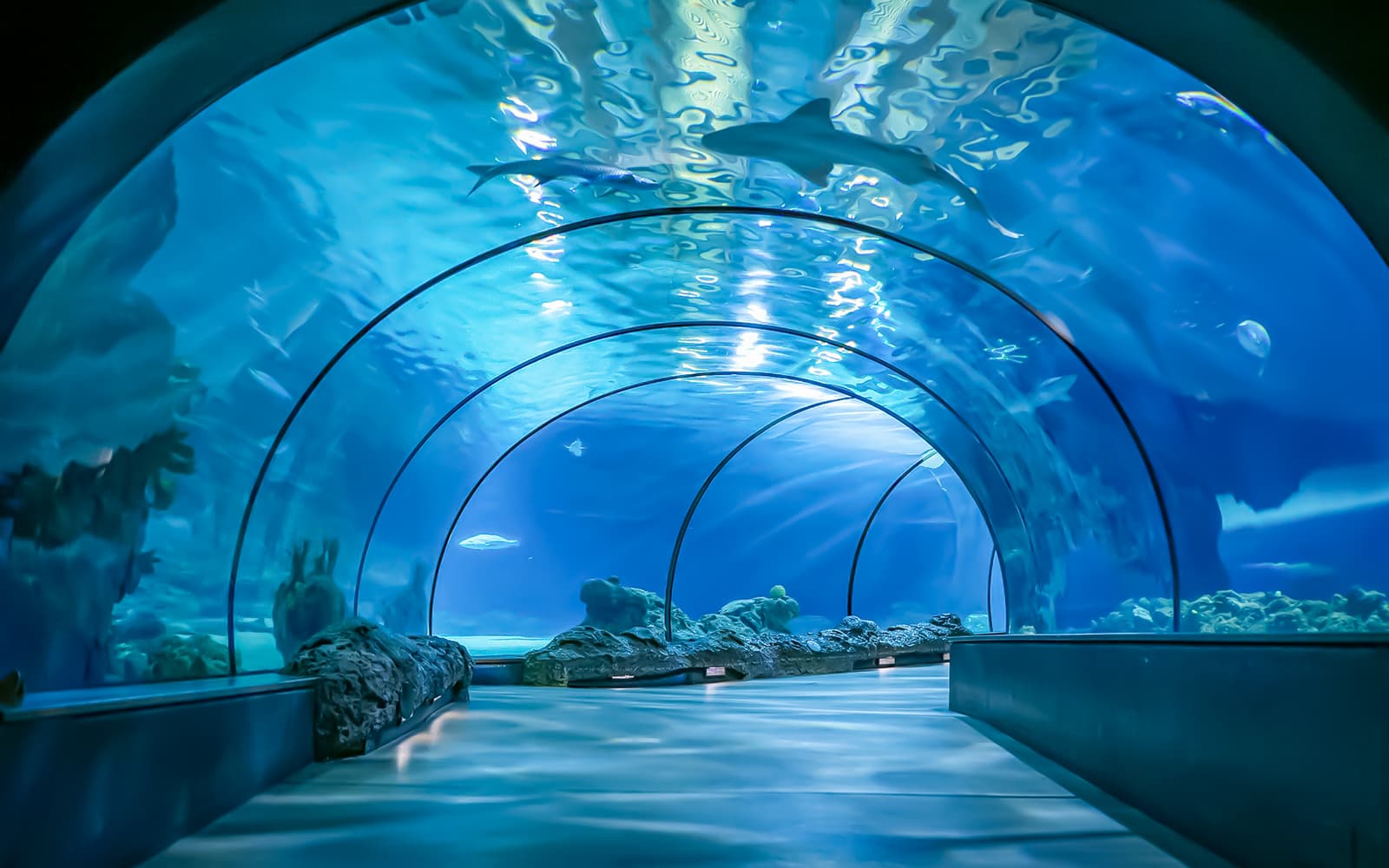 Rotterdam Zoo Tickets in Rotterdam - Activities | TickYourList