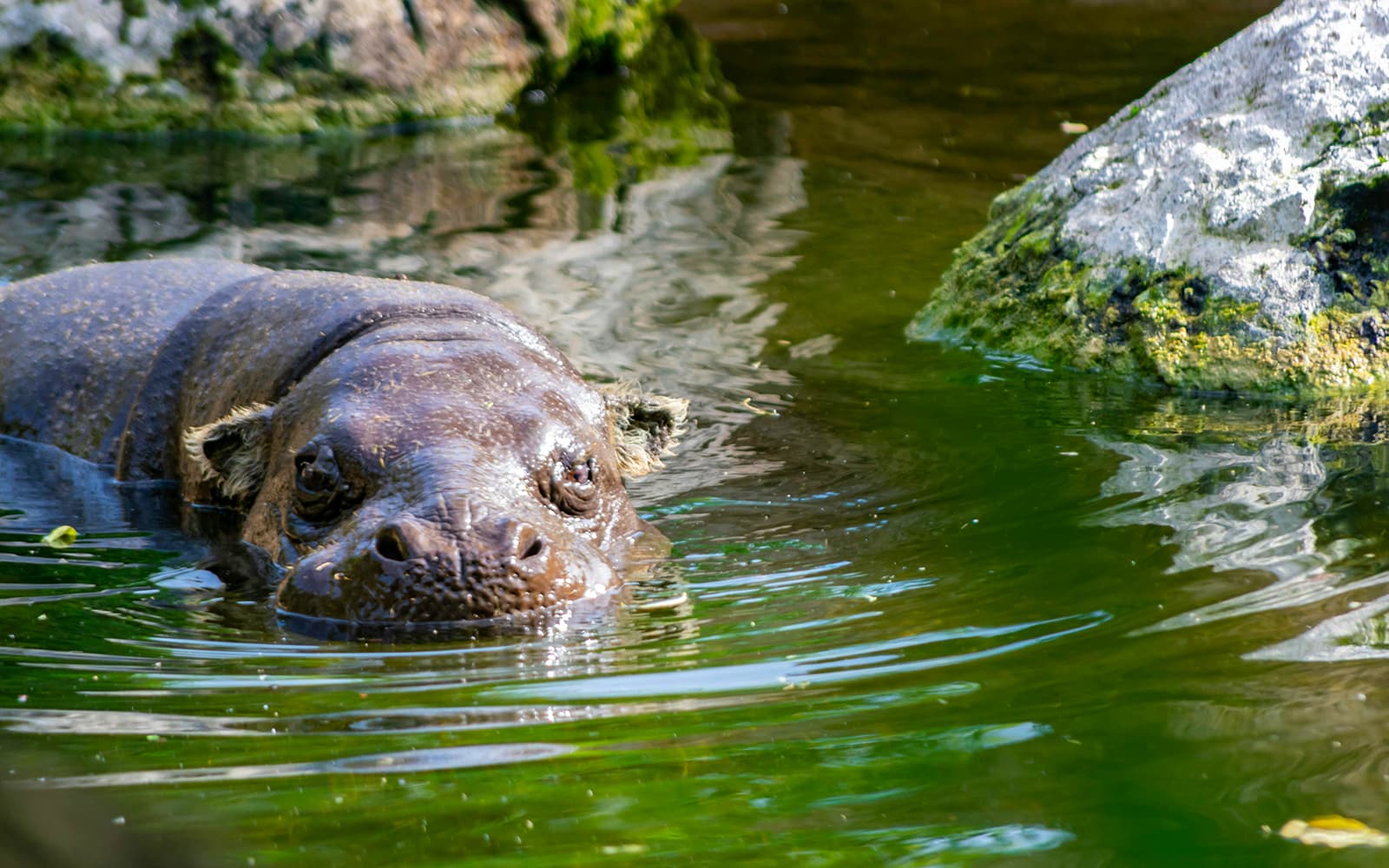 Rotterdam Zoo Tickets in Rotterdam - Highlights | TickYourList