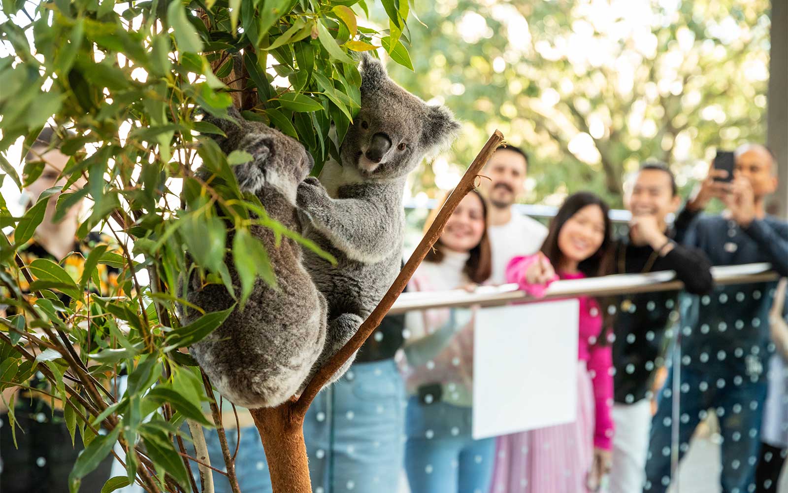 Breakfast with Koalas Tickets at WILD LIFE Sydney Zoo