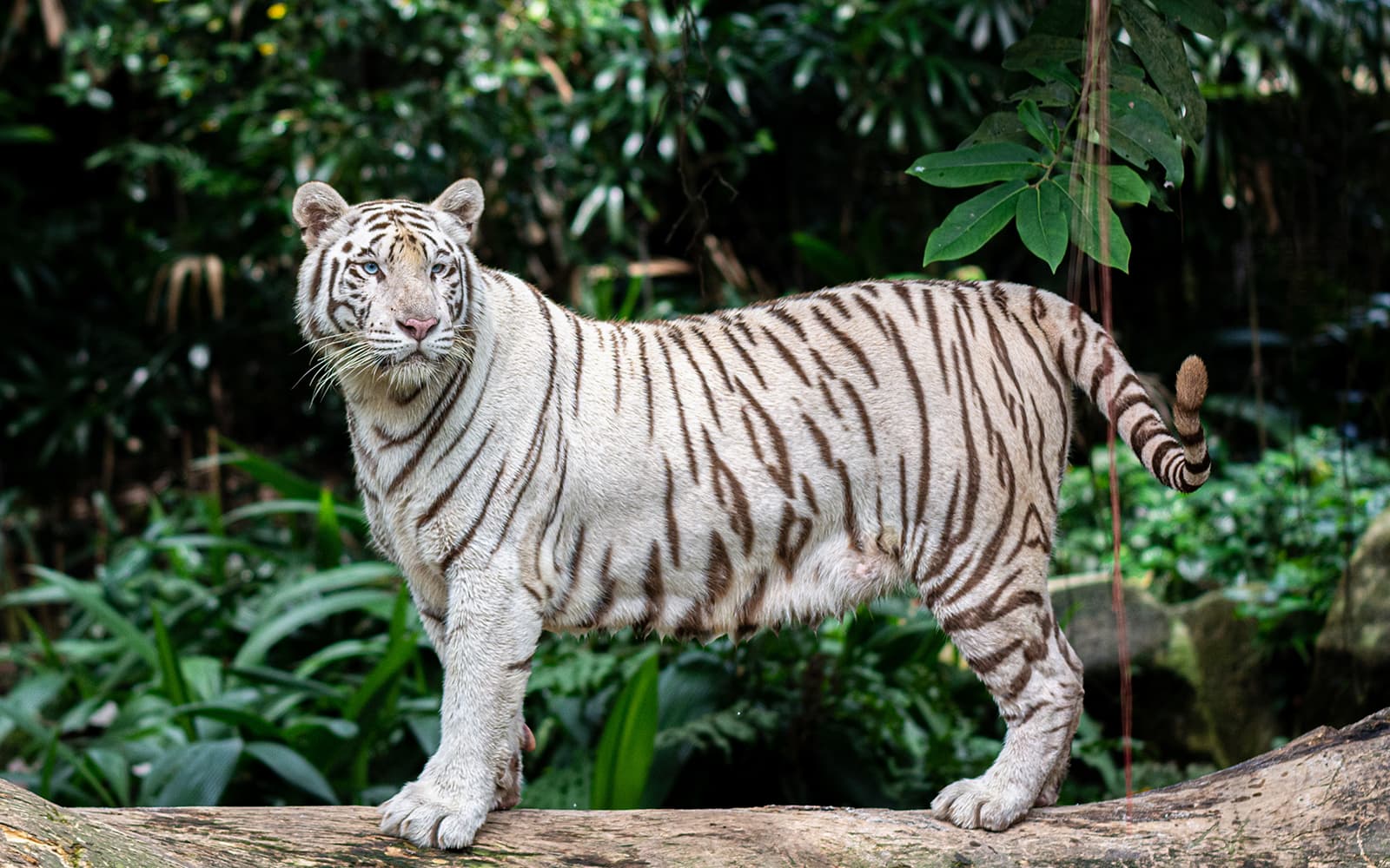 Tickets to Rome Bioparco in Rome - Attractions | TickYourList