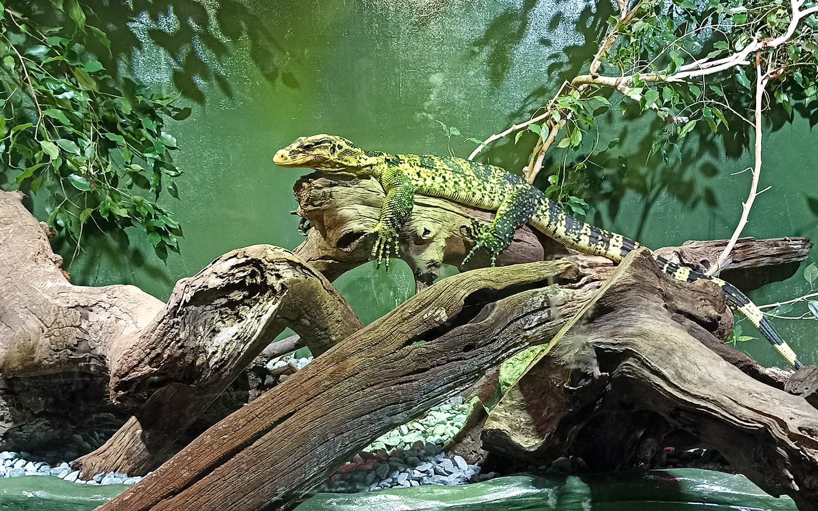 Tickets to Rome Bioparco in Rome - Activities | TickYourList