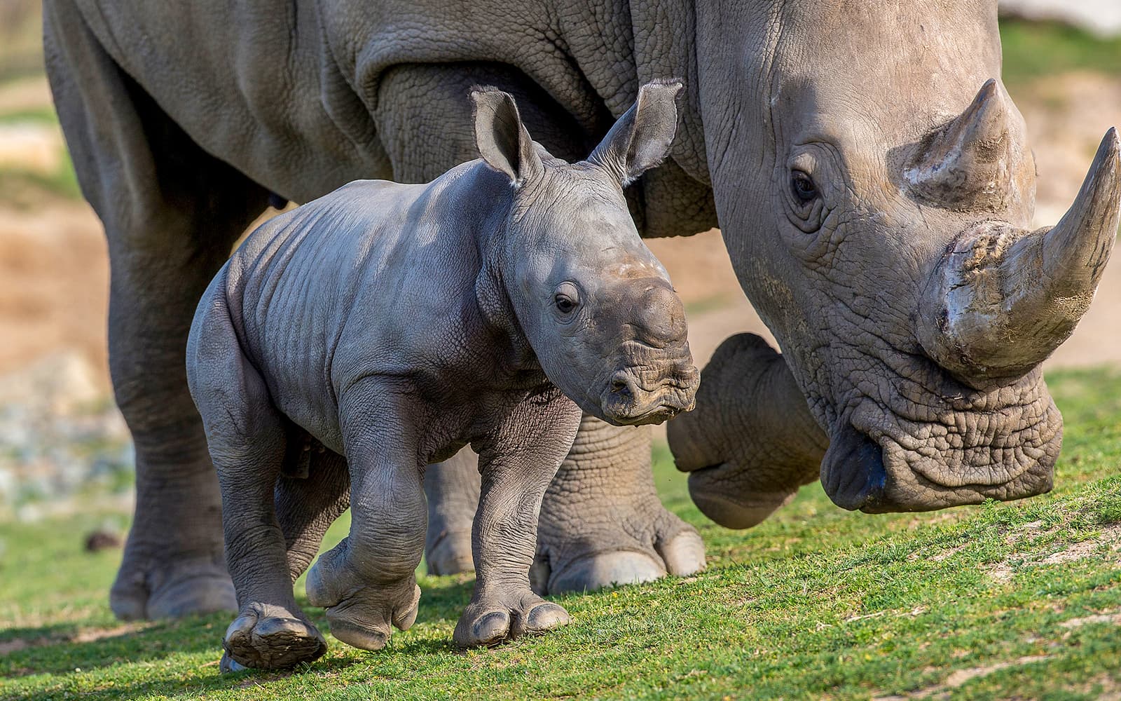 Tickets to Rome Bioparco in Rome - Highlights | TickYourList