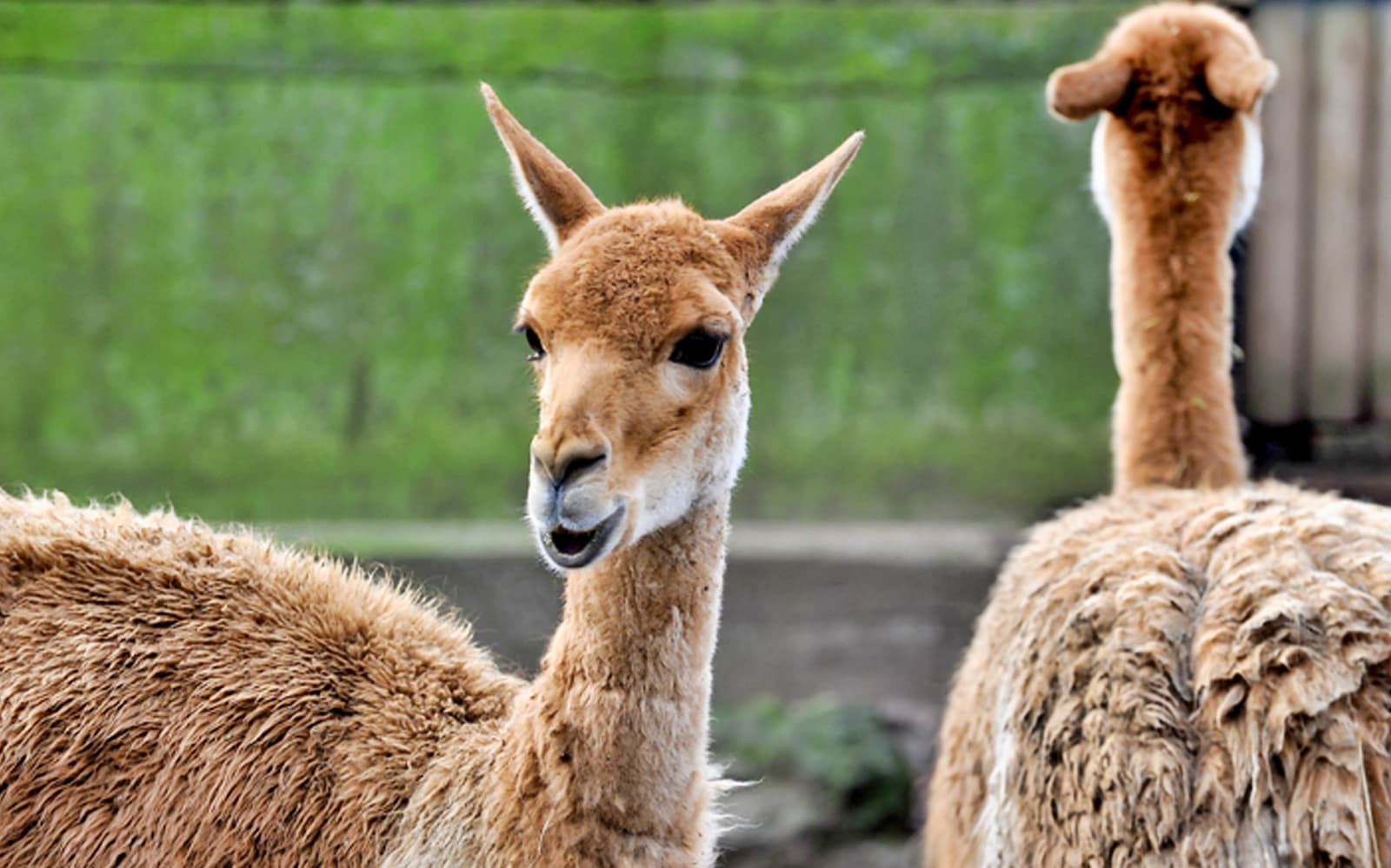 Combo (Save 5%): Rome Bioparco + Leonardo da Vinci Museum Tickets in Rome - Attractions | TickYourList