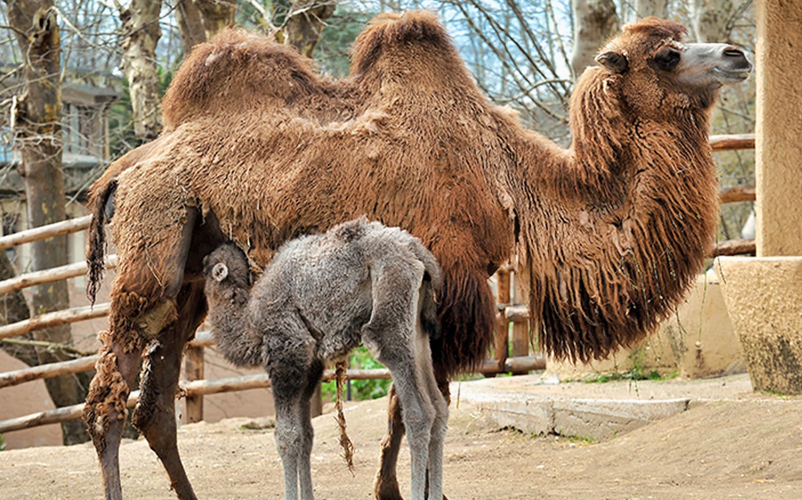 Combo (Save 5%): Rome Bioparco + Leonardo da Vinci Museum Tickets in Rome - Activities | TickYourList