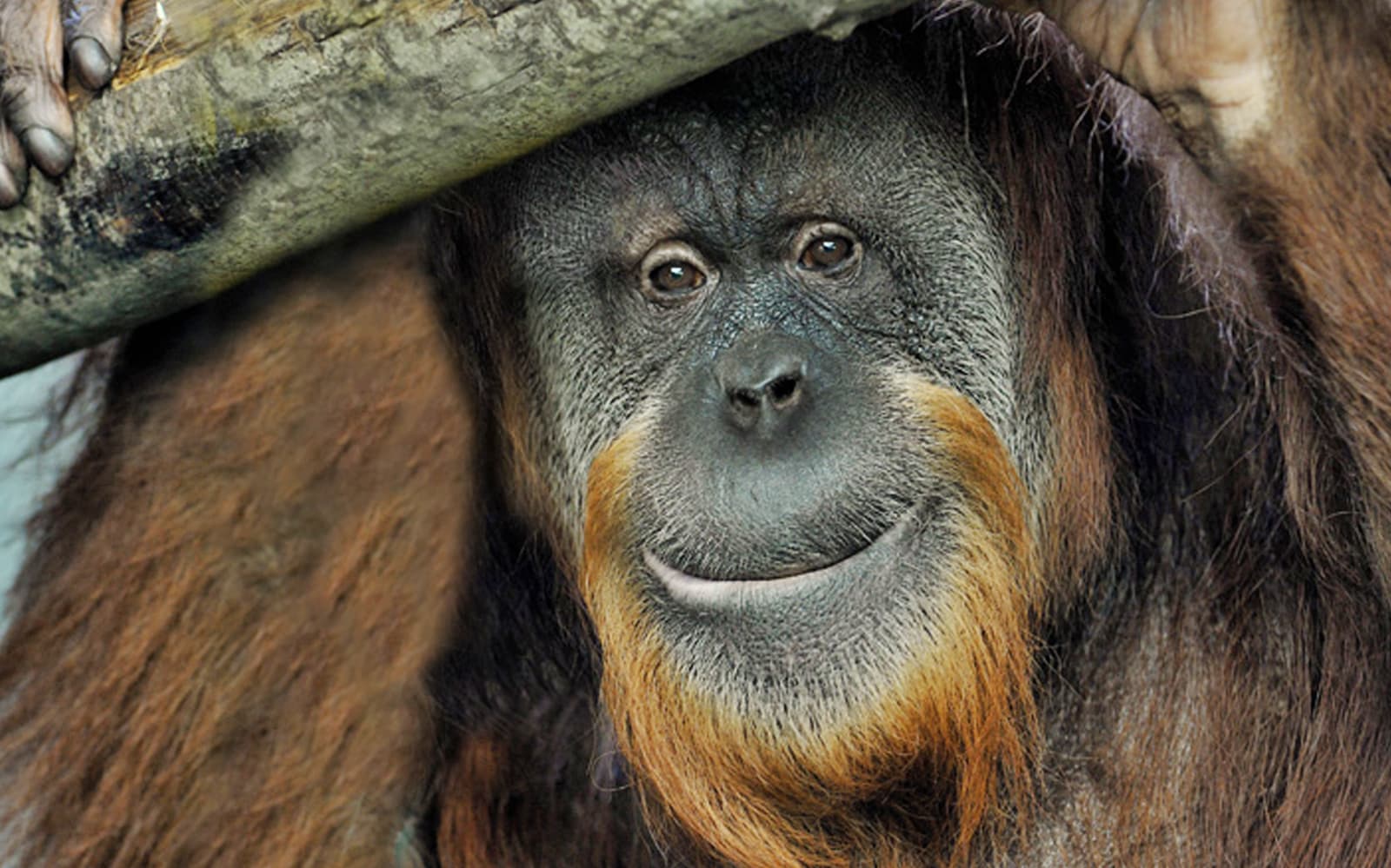 Combo (Save 5%): Rome Bioparco + Leonardo da Vinci Museum Tickets in Rome - Highlights | TickYourList