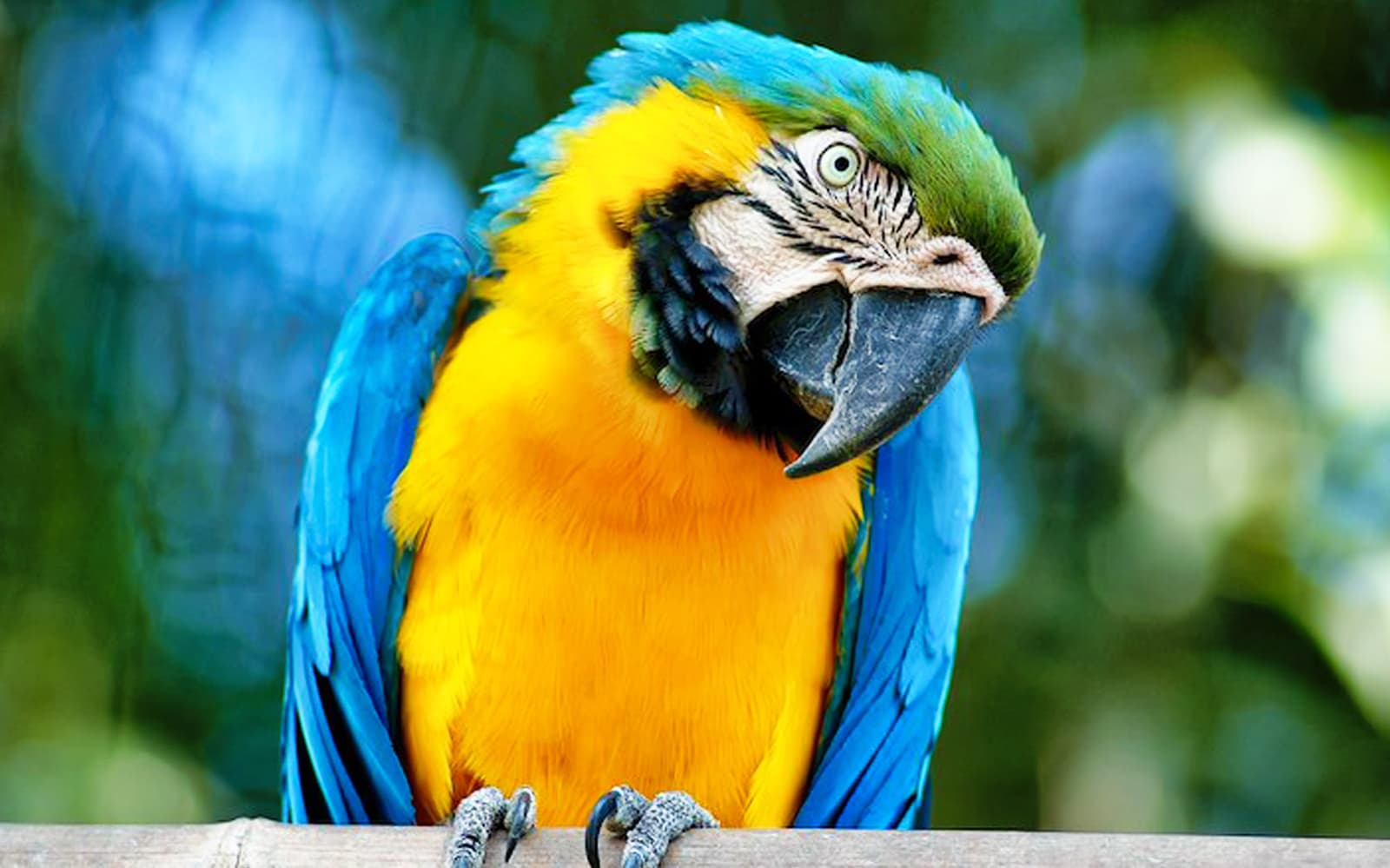 Combo (Save 5%): Rome Bioparco + Palazzo Barberini Tickets in Rome - Highlights | TickYourList