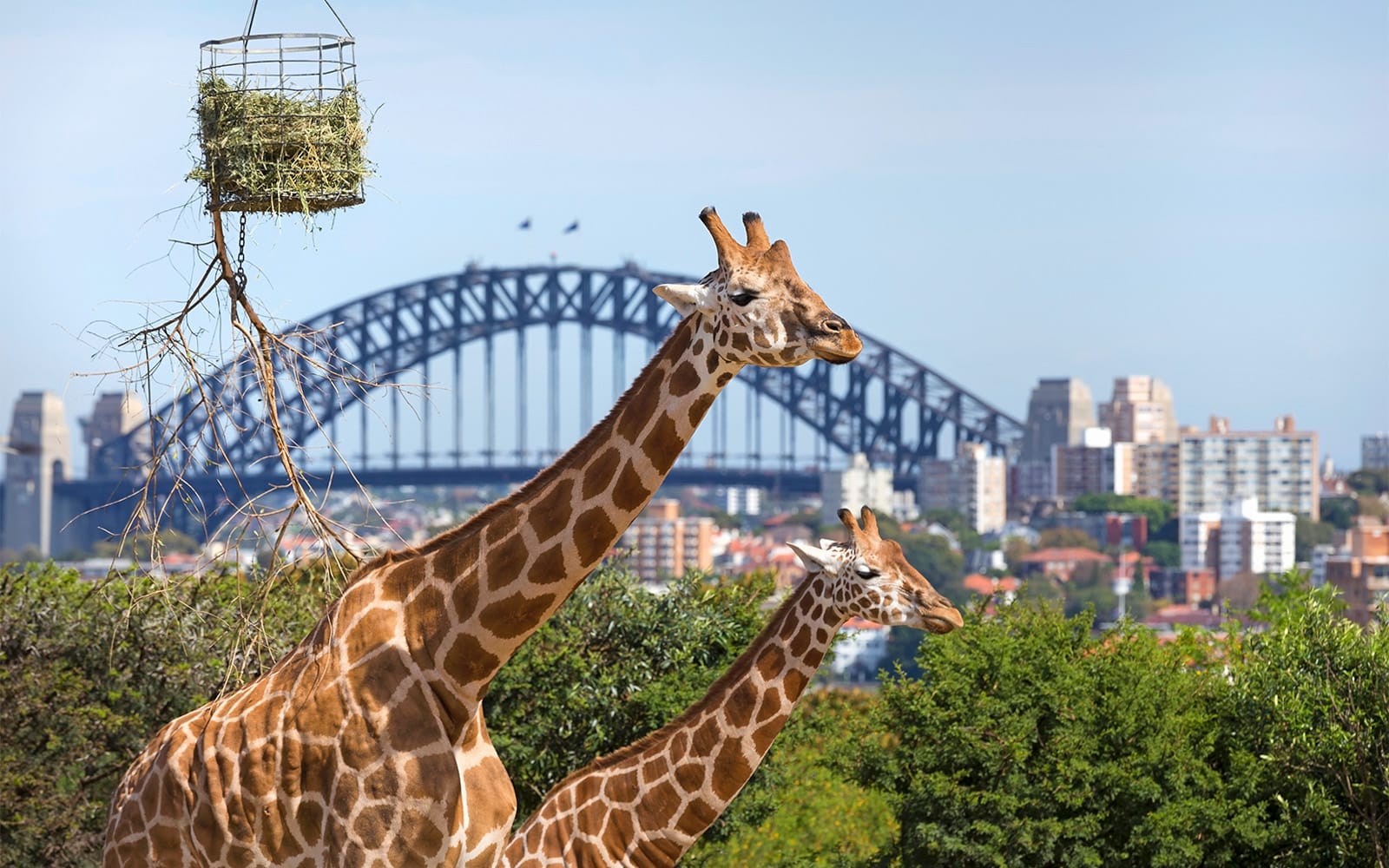 Taronga Zoo Tickets experience in Sydney | TickYourList