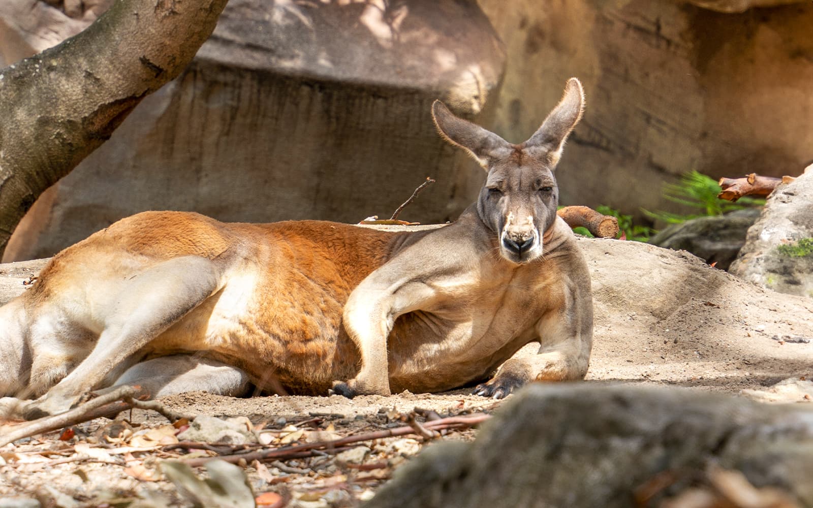 Taronga Zoo Tickets in Sydney - Attractions | TickYourList
