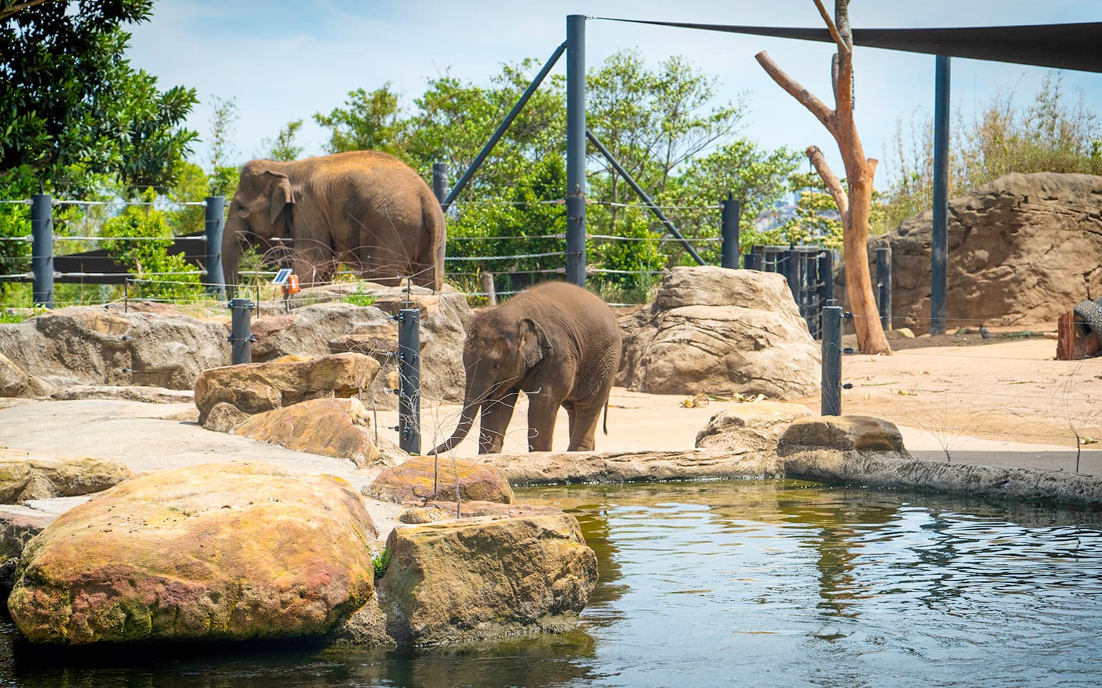 Taronga Zoo Tickets in Sydney - Activities | TickYourList