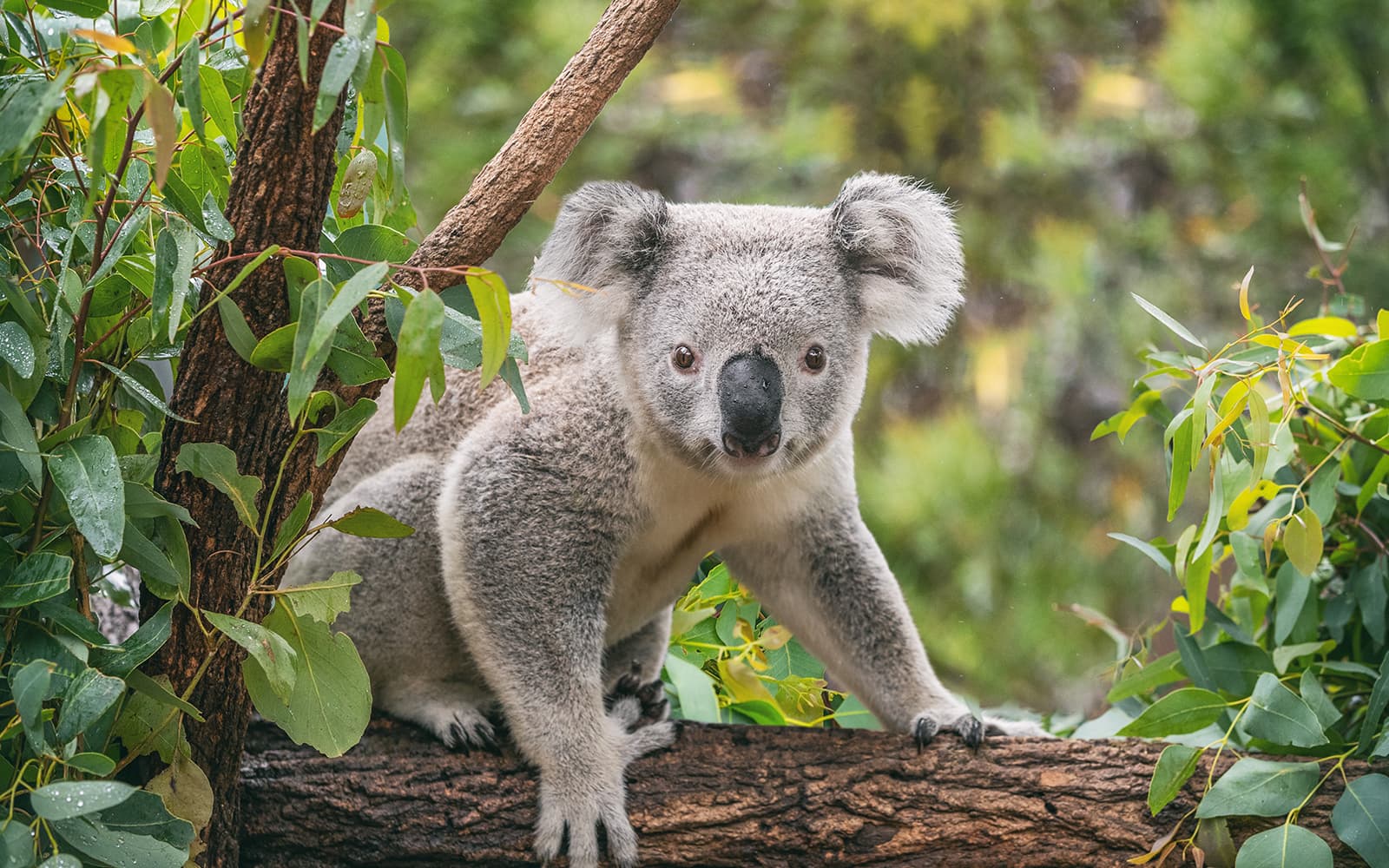 Taronga Zoo Tickets in Sydney - Features | TickYourList