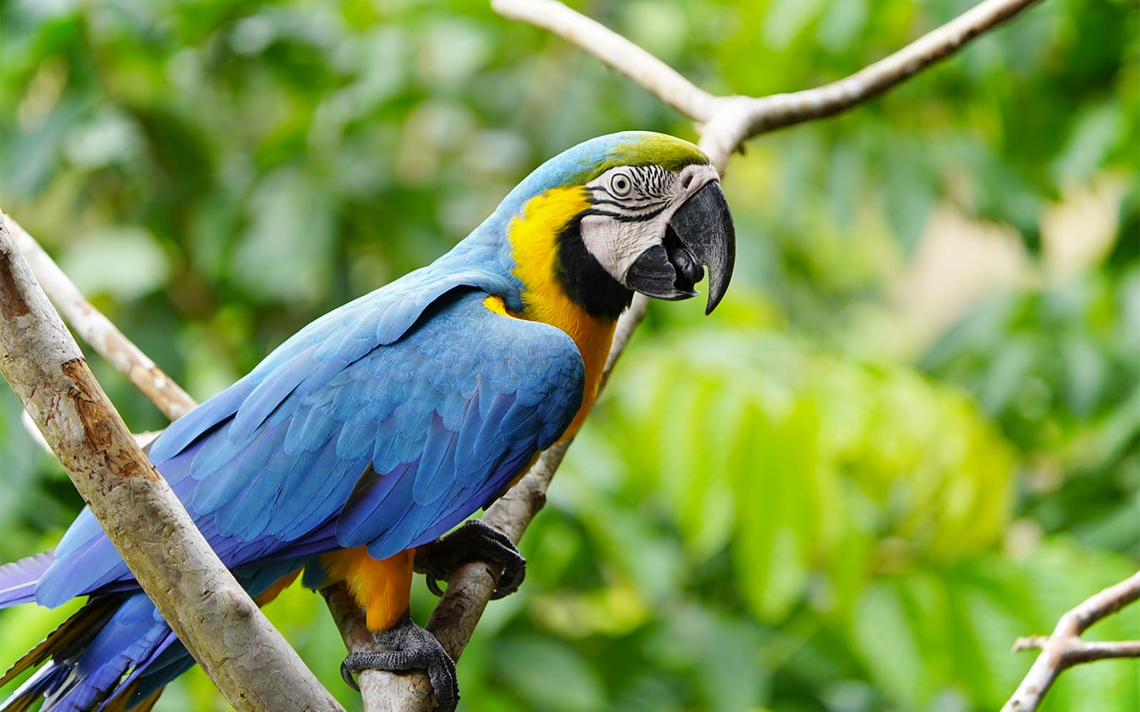 Rome Hop-On Hop-Off Bus Tour with Bioparco Tickets in Rome - Features | TickYourList