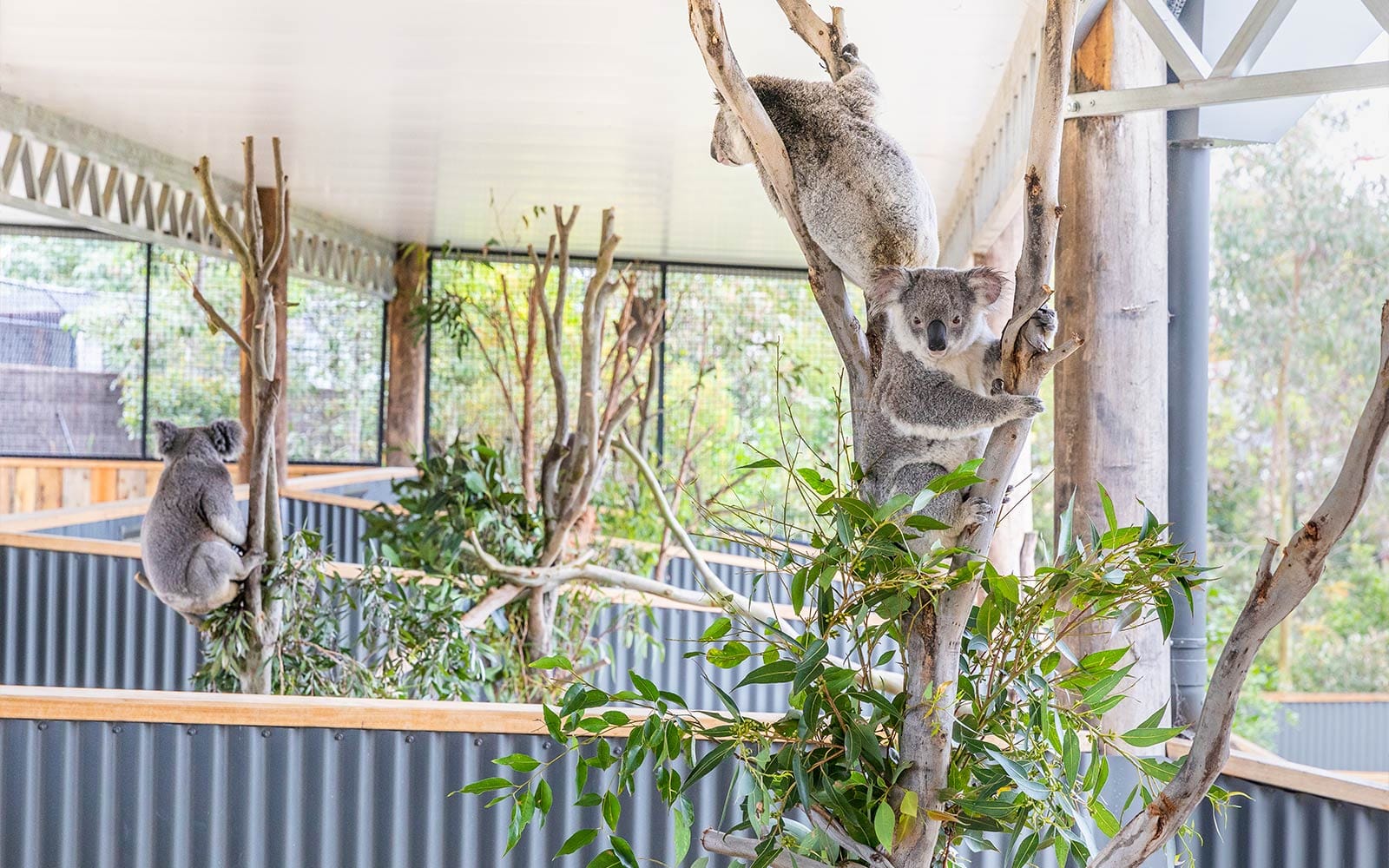 Sydney Zoo Tickets in Sydney - Highlights | TickYourList
