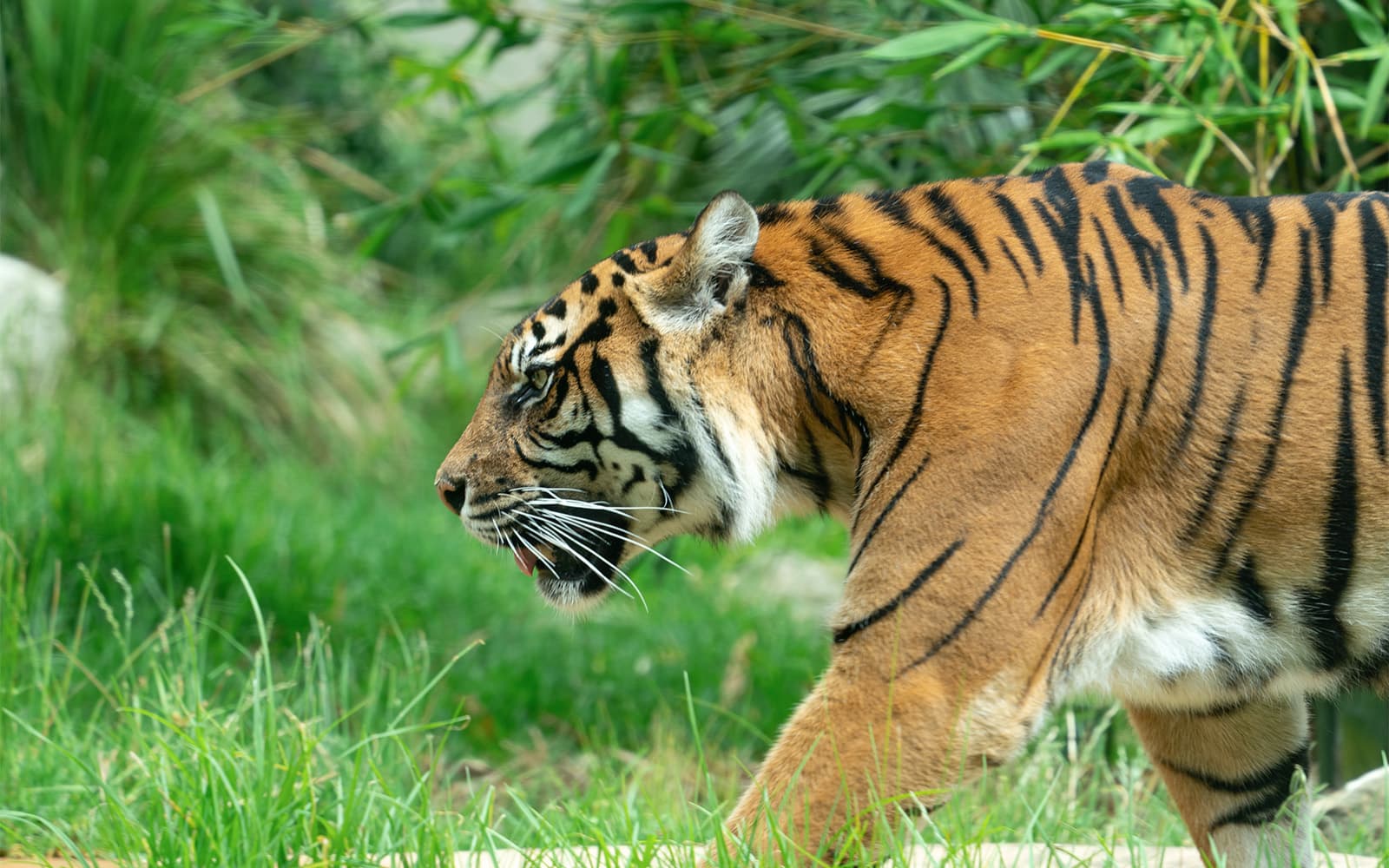 Taronga Zoo Tickets with Return Ferry