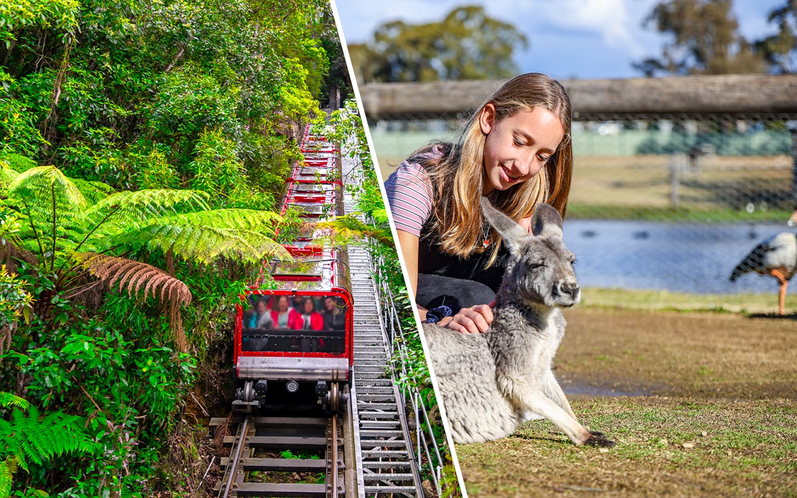 Combo (Save 5%): Blue Mountains Scenic World Pass + Featherdale Wildlife Park Tickets