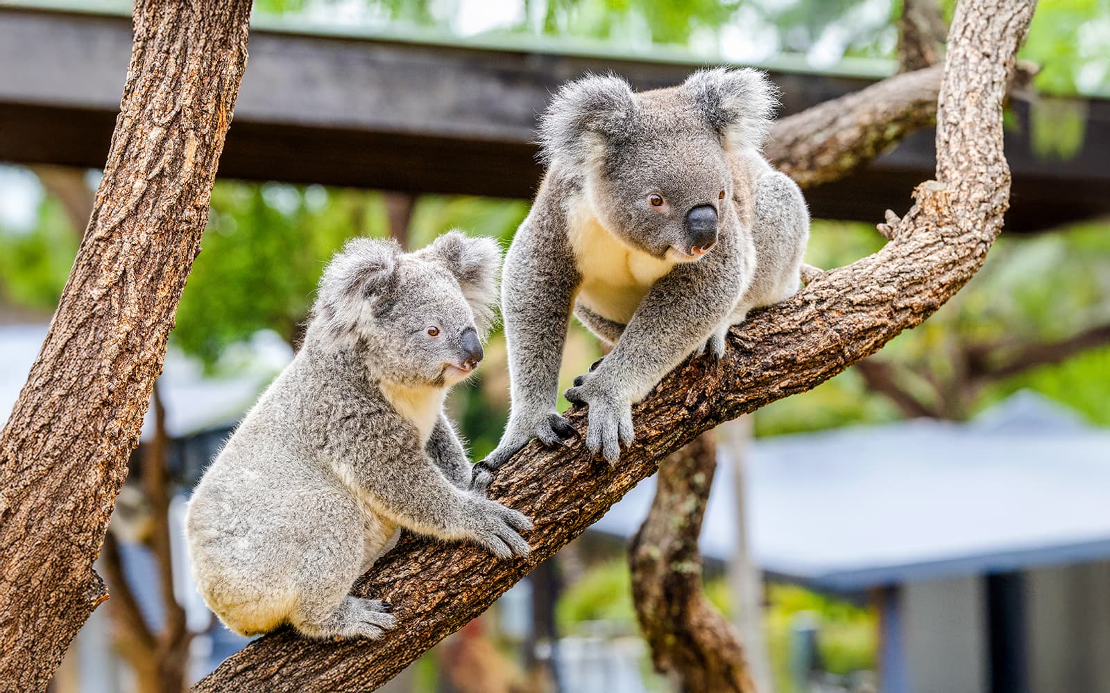 Combo (Save 5%): Blue Mountains Scenic World Pass + Featherdale Wildlife Park Tickets in Sydney - Highlights | TickYourList