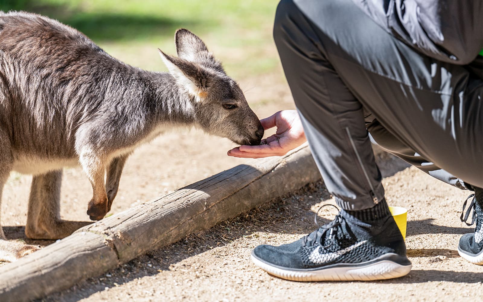 Combo (Save 5%): Blue Mountains Scenic World Pass + Featherdale Wildlife Park Tickets in Sydney - Features | TickYourList