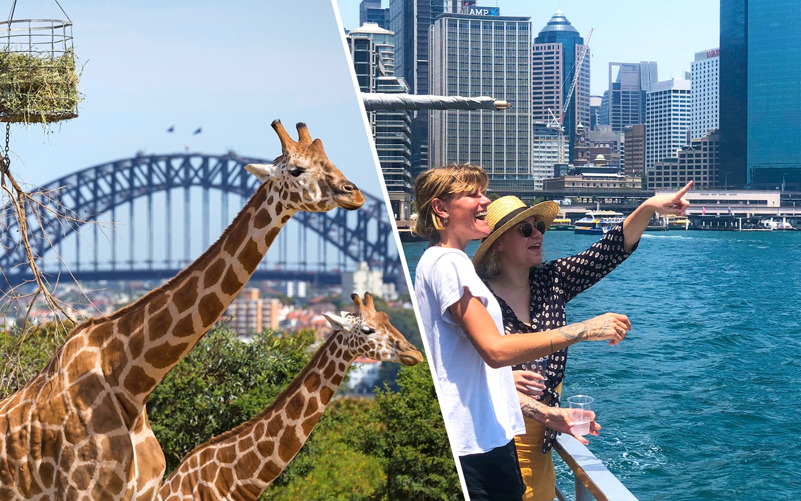 Combo (Save 4%): Taronga Zoo Tickets + Sydney Harbour Sightseeing Cruise experience in Sydney | TickYourList