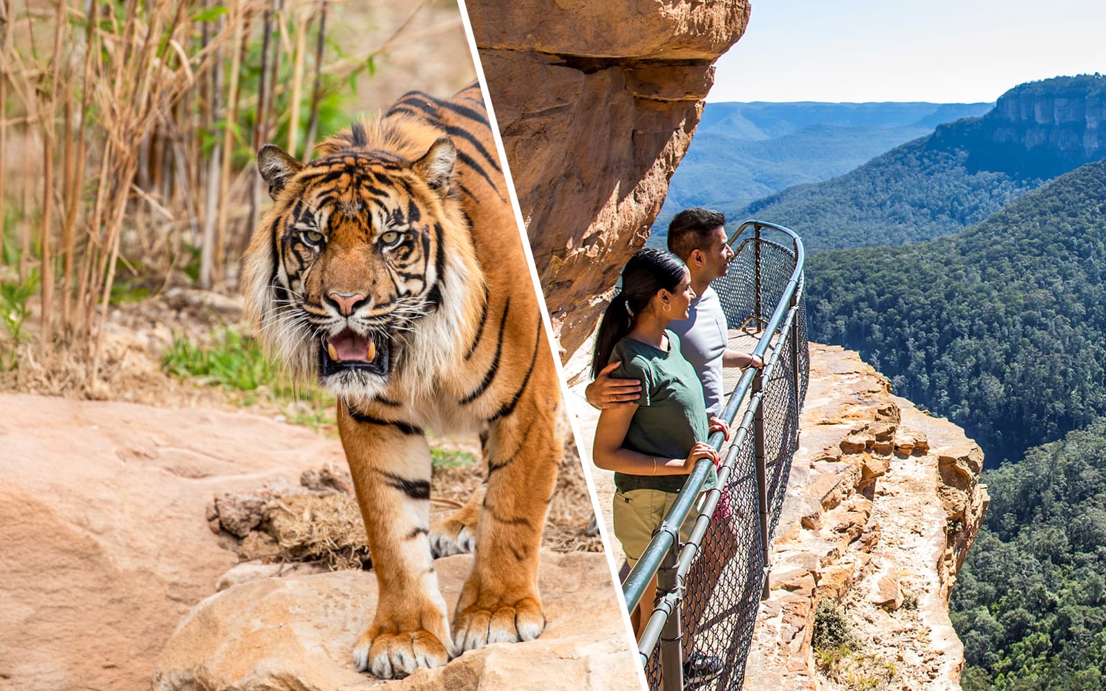 Combo (Save 4%): Sydney Zoo Tickets + Blue Mountains Scenic World Pass