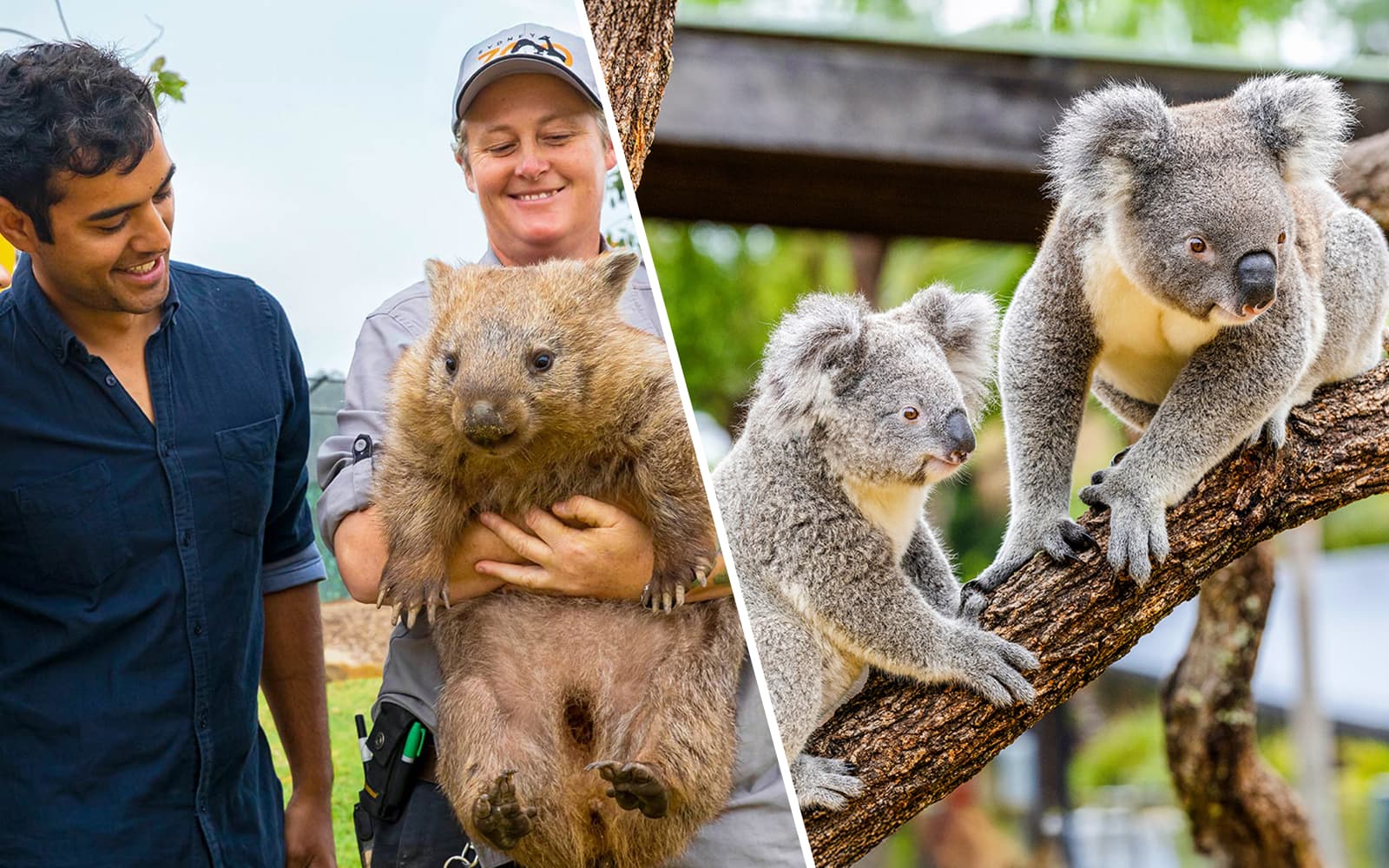 Combo (Save 5%): Sydney Zoo + Featherdale Wildlife Park Tickets experience in Sydney | TickYourList