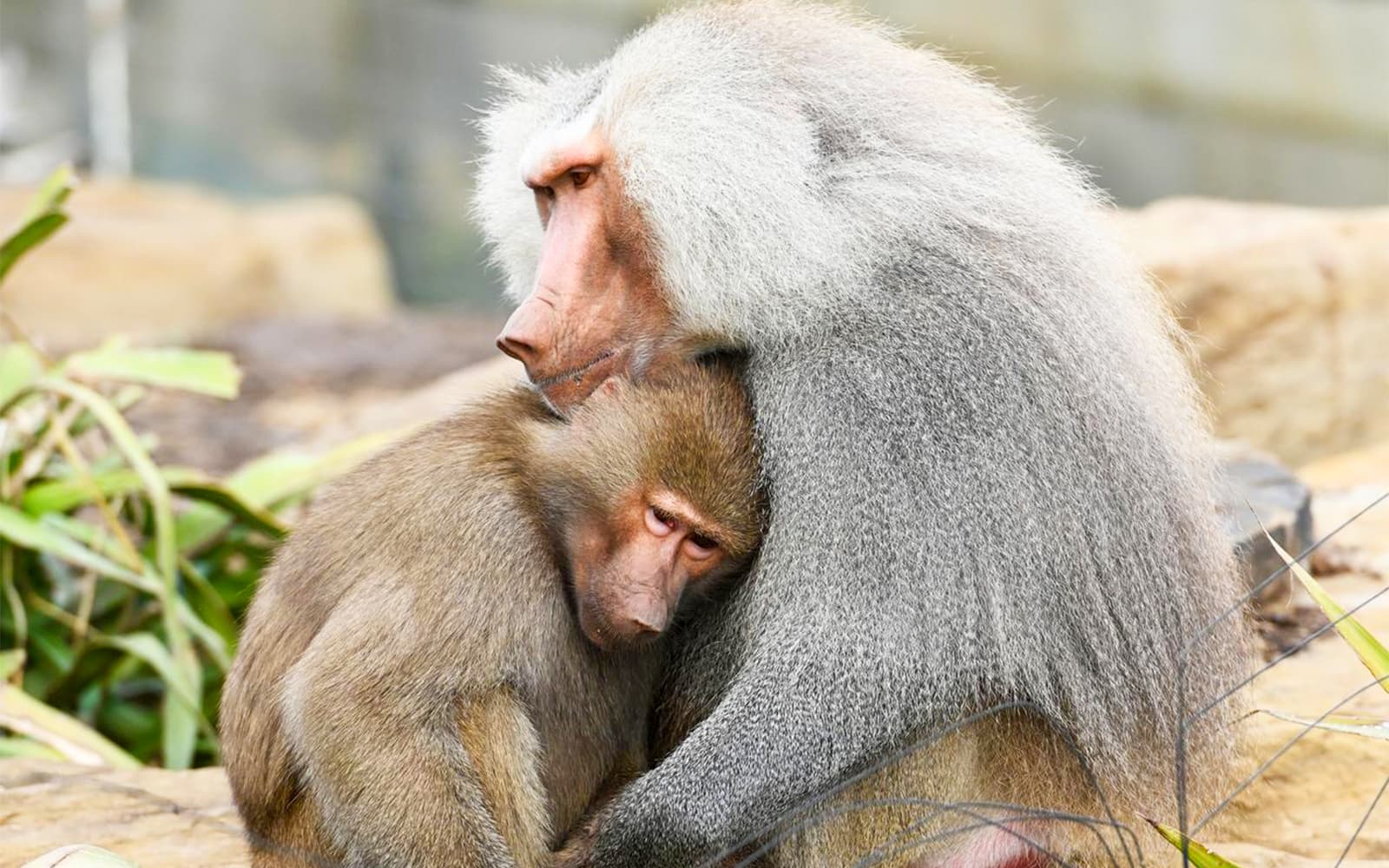 Combo (Save 5%): Sydney Zoo + Featherdale Wildlife Park Tickets in Sydney - Activities | TickYourList