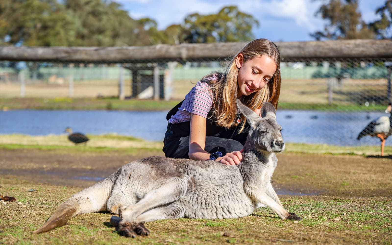 Combo (Save 5%): Sydney Zoo + Featherdale Wildlife Park Tickets in Sydney - Highlights | TickYourList