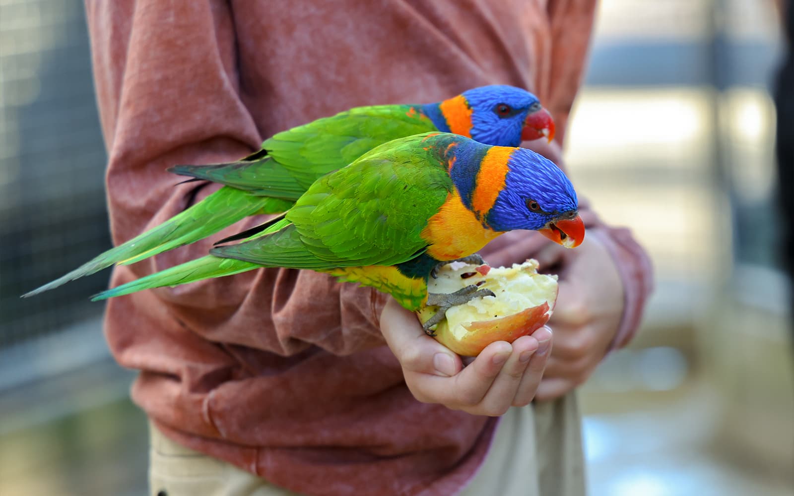 Combo (Save 5%): Sydney Zoo + Featherdale Wildlife Park Tickets in Sydney - Features | TickYourList