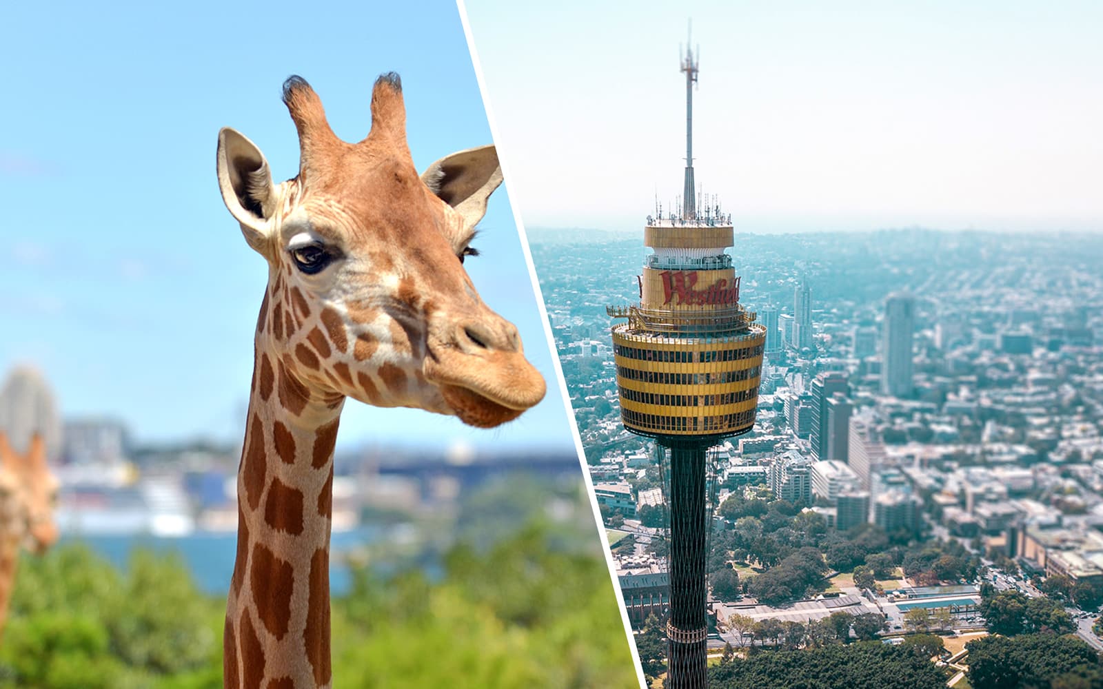 Combo (Save 5%): Taronga Zoo Tickets + Sydney Multi-Attraction Pass