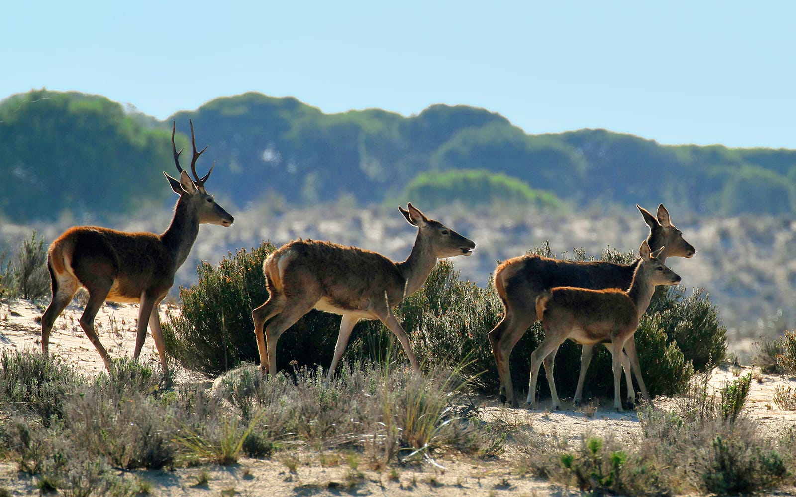 Doñana National Park Day Trip From Seville tickets in Seville - Activities | TickYourList