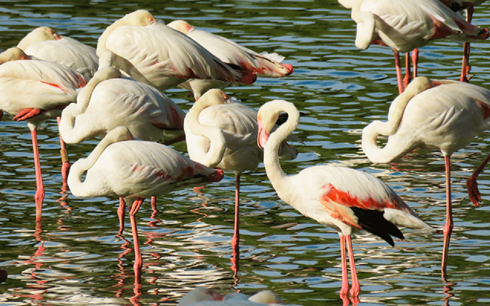 Doñana National Park Day Trip From Seville tickets in Seville - Discover | TickYourList