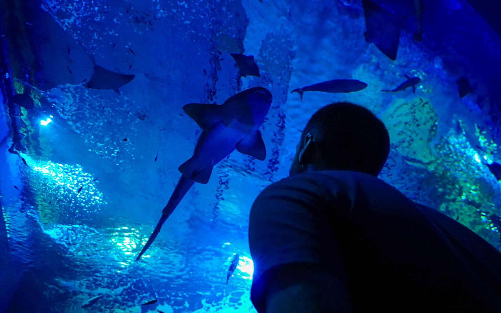 Combo (Save 5%): Seville Aquarium Tickets + Seville Hop-on Hop-off Tour + Seville Cruise in Seville - Attractions | TickYourList