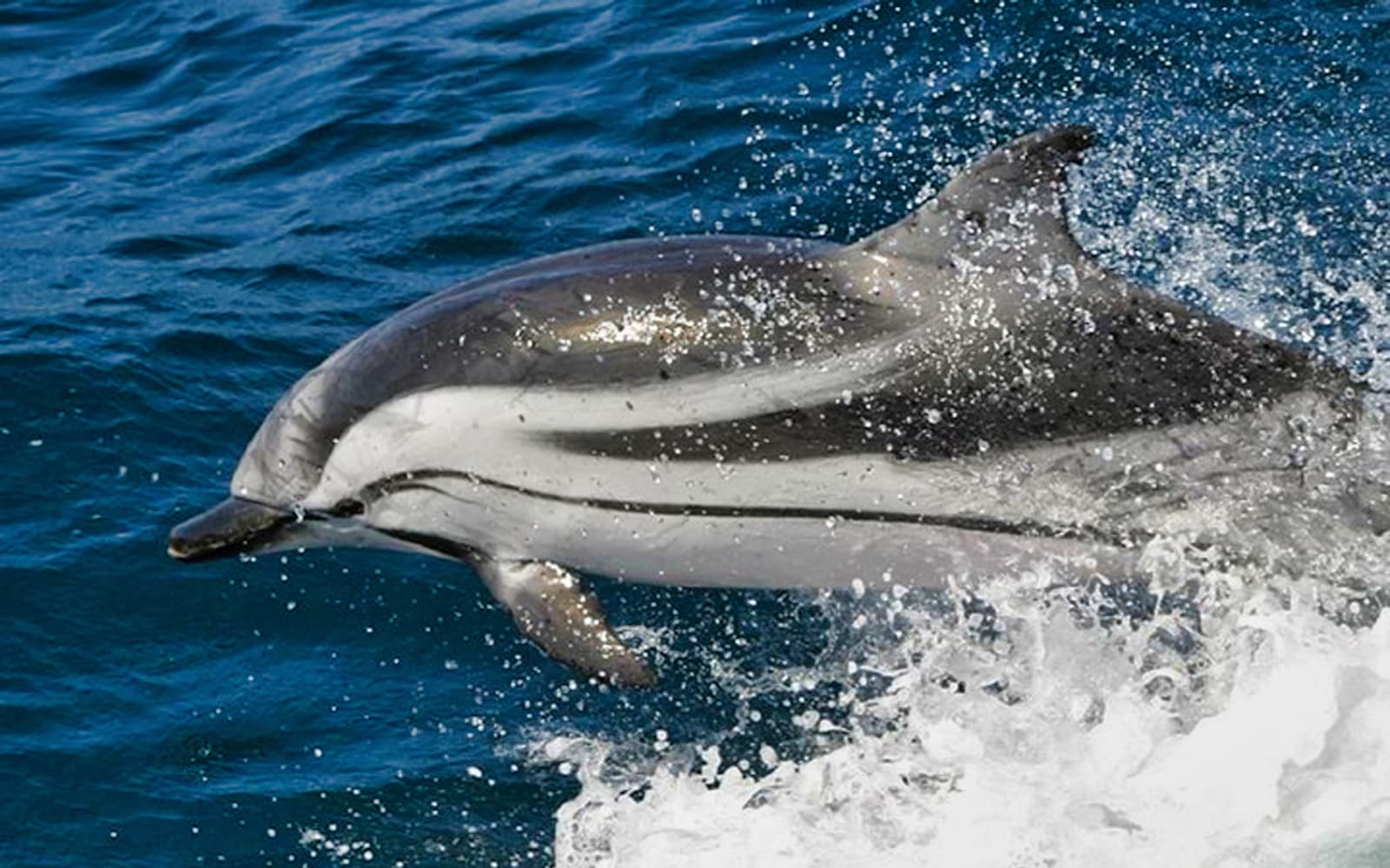 Tarifa Whale Watching Day Trip