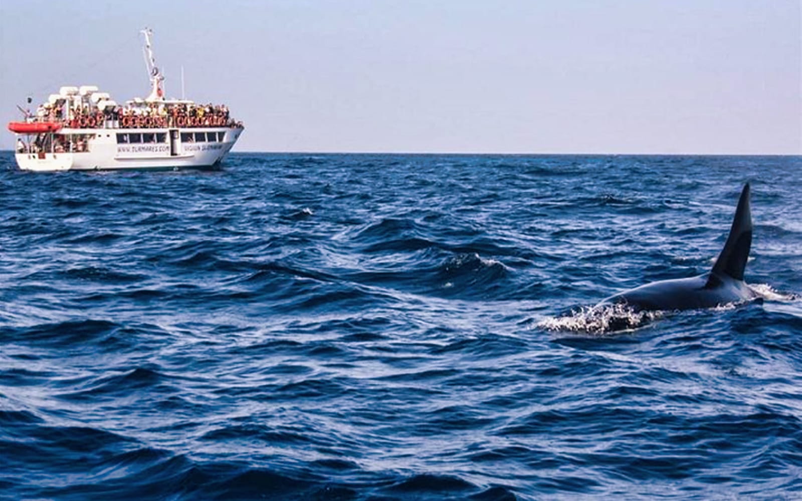 Tarifa Whale Watching Day Trip tickets in Seville - Explore More | TickYourList