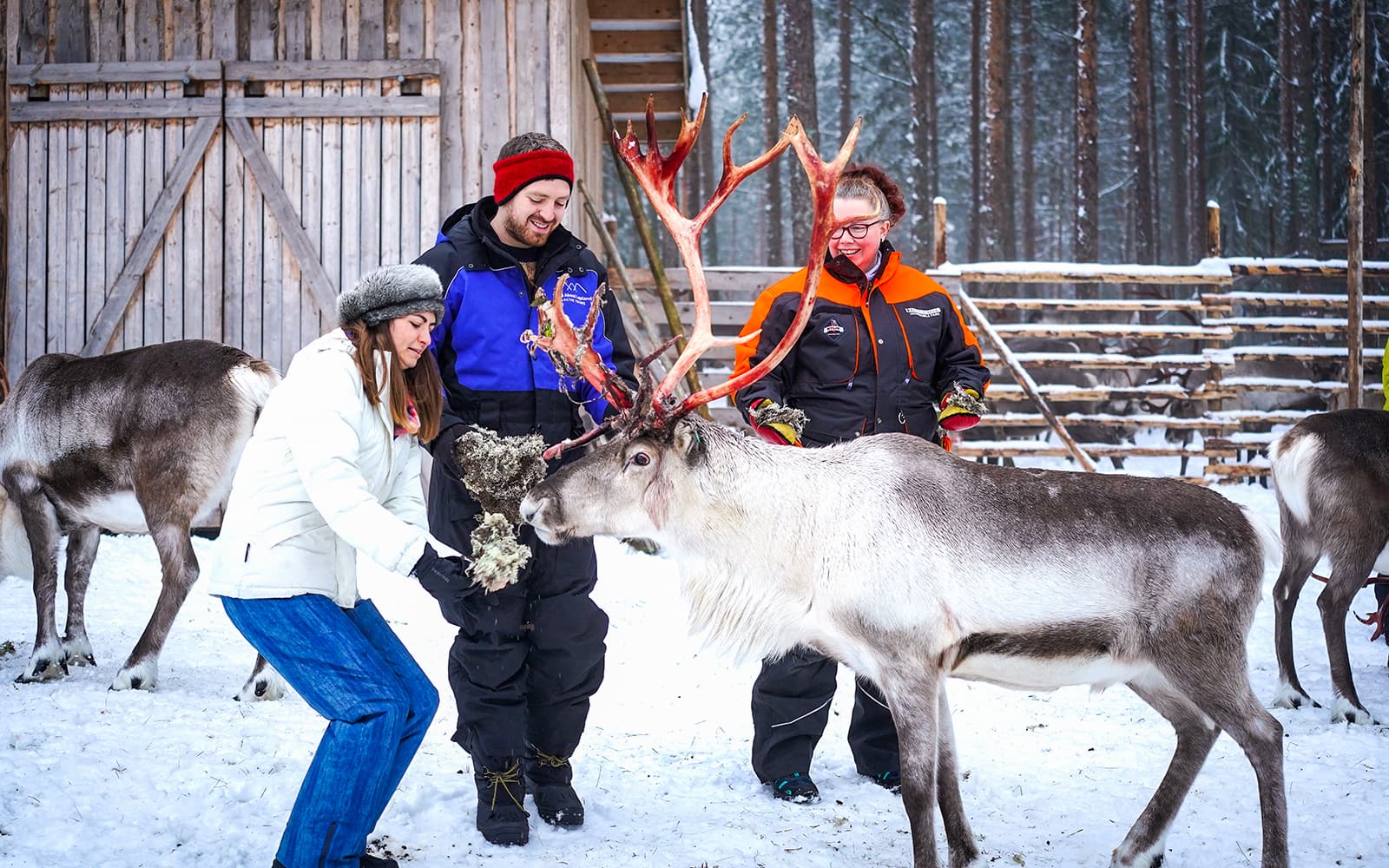 Reindeer Farm and Sledding Experience
