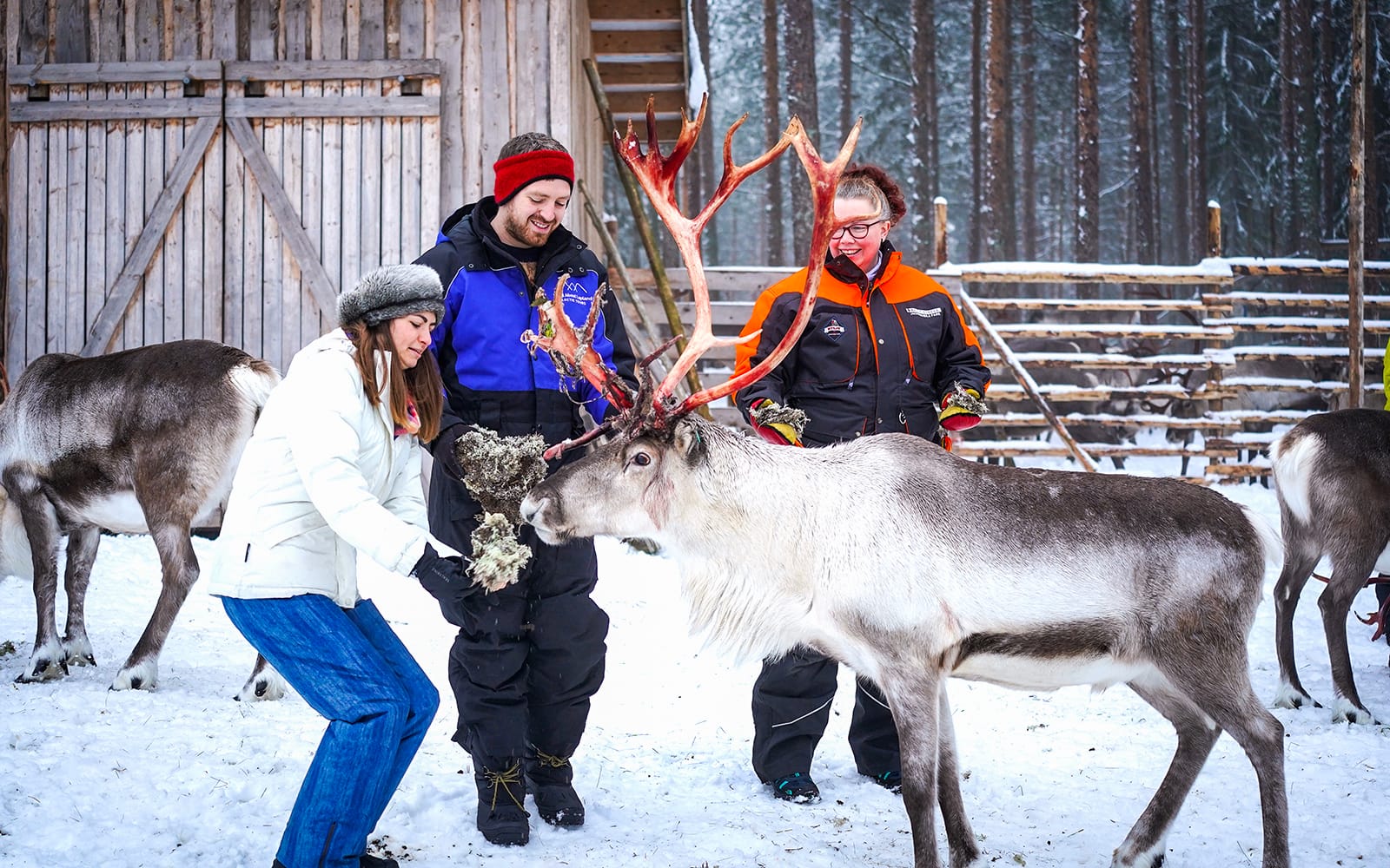 Reindeer Farm and Sledding Experience tickets in Rovaniemi | TickYourList