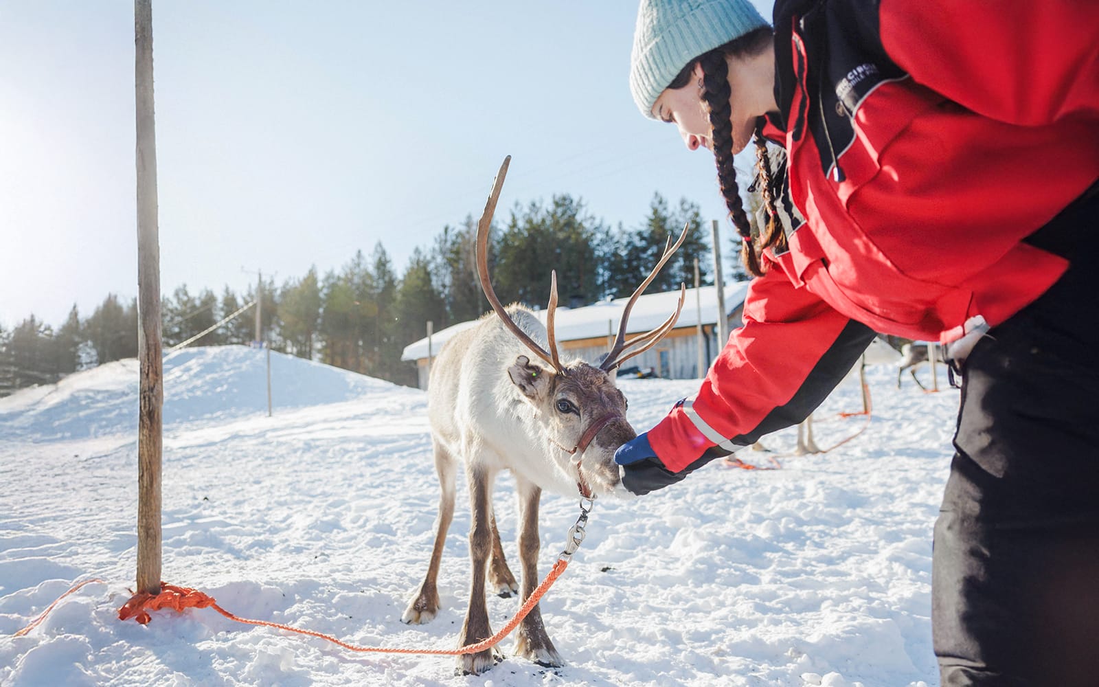 Reindeer Farm and Sledding Experience tickets in Rovaniemi - Attractions | TickYourList