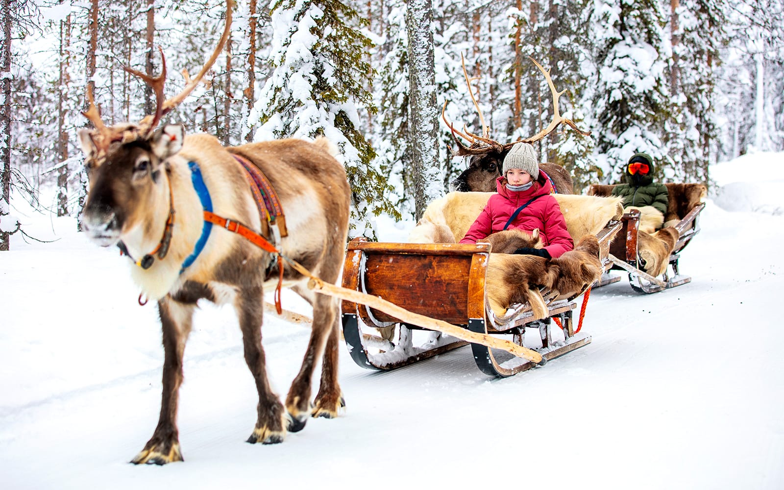 Reindeer Farm and Sledding Experience tickets in Rovaniemi - Activities | TickYourList