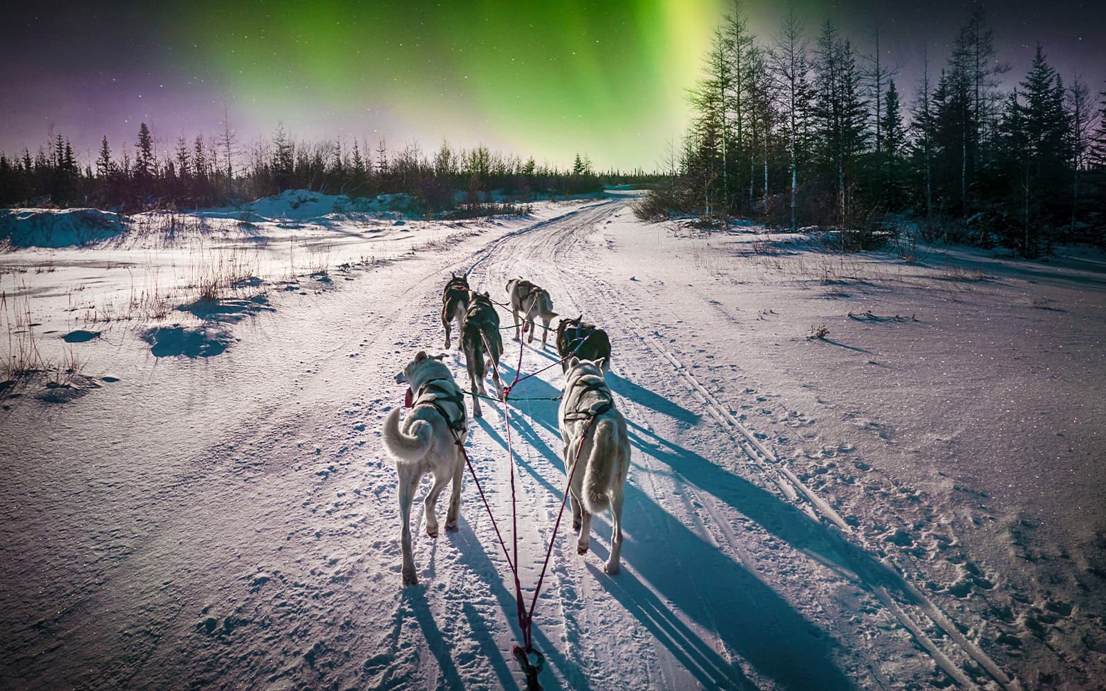 Rovaniemi: Northern Lights Hunting with Husky