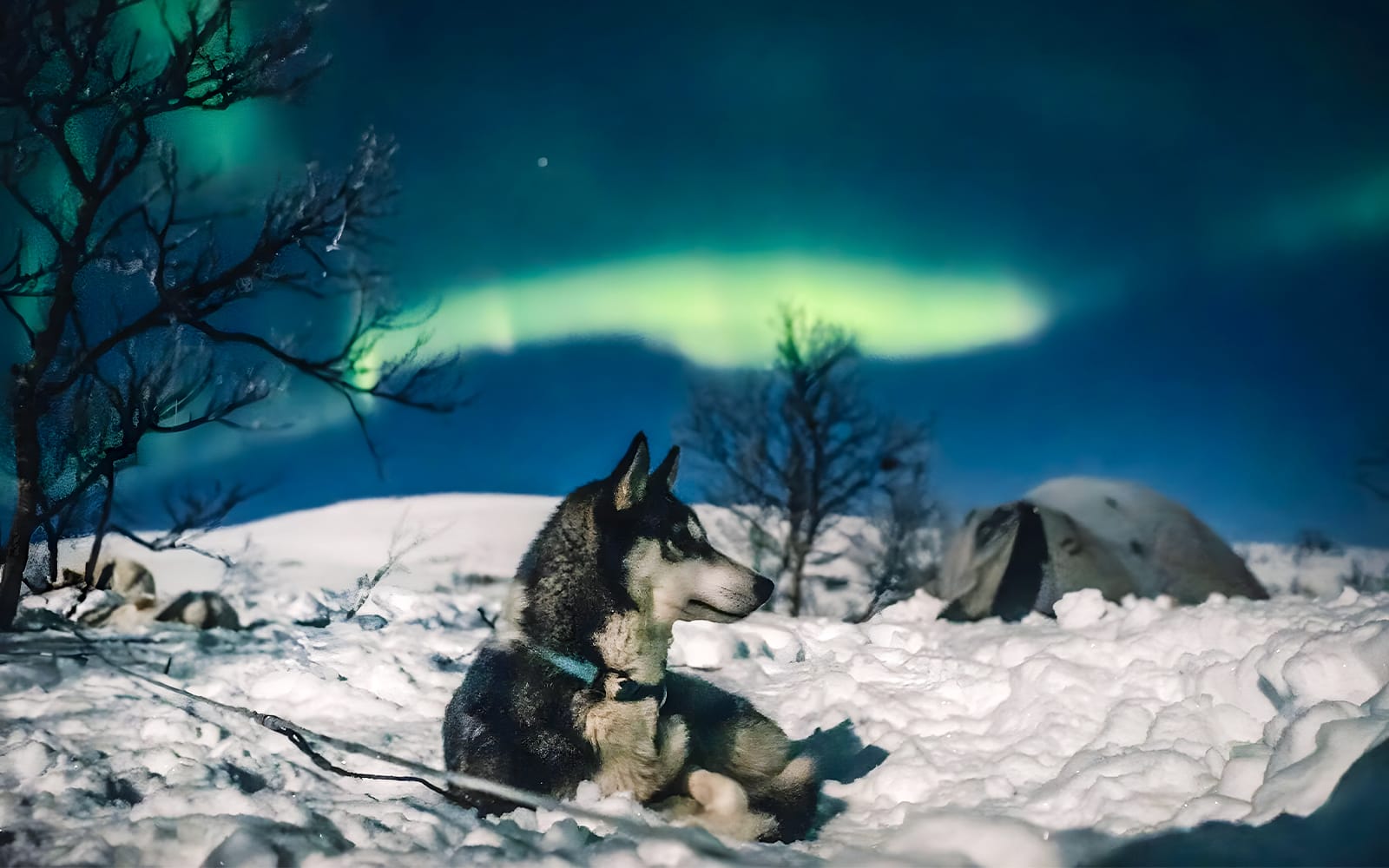 Rovaniemi: Northern Lights Hunting with Husky tickets in Rovaniemi - Highlights | TickYourList
