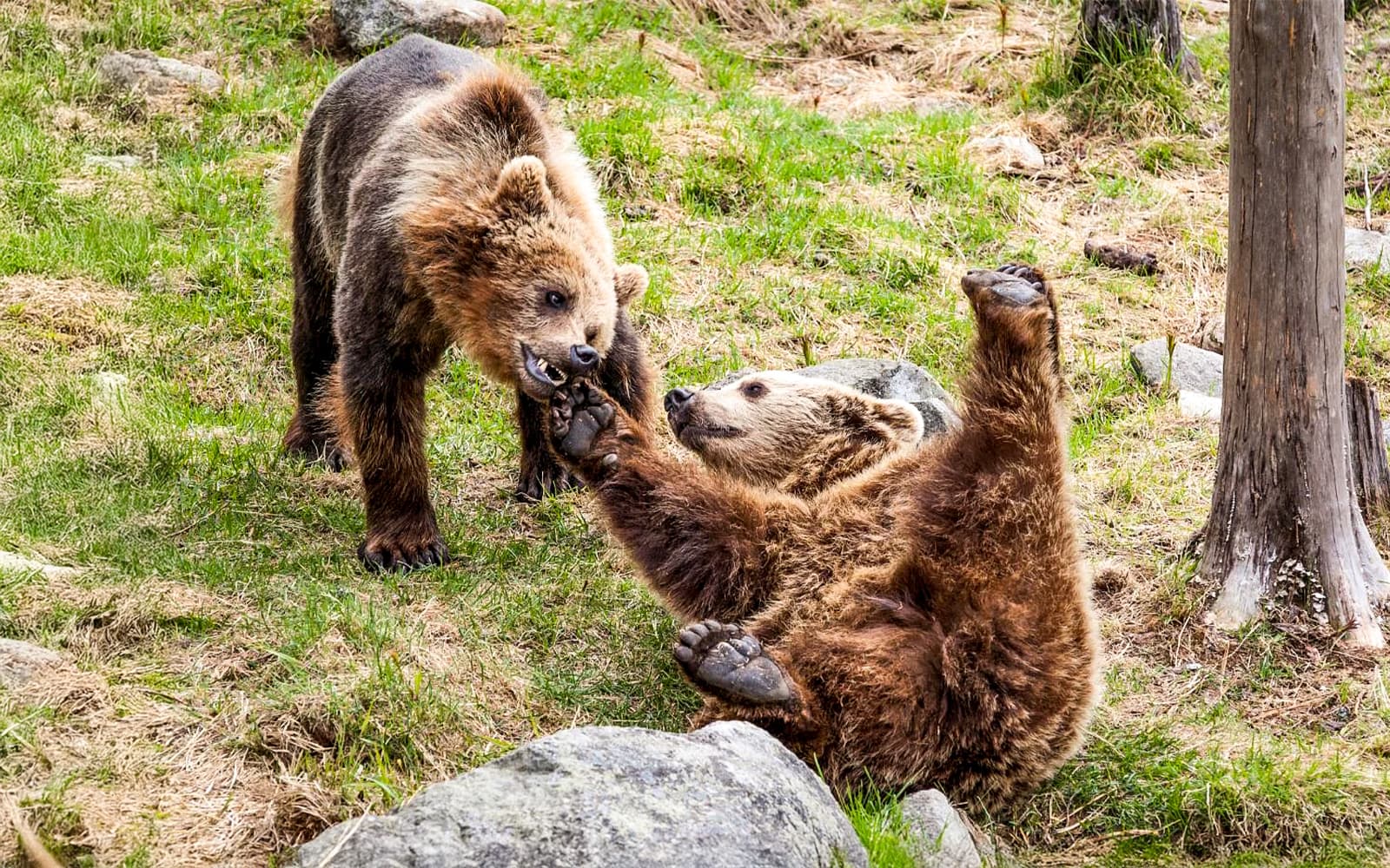 From Rovaniemi: Trip & Entry to Ranua Wildlife Park