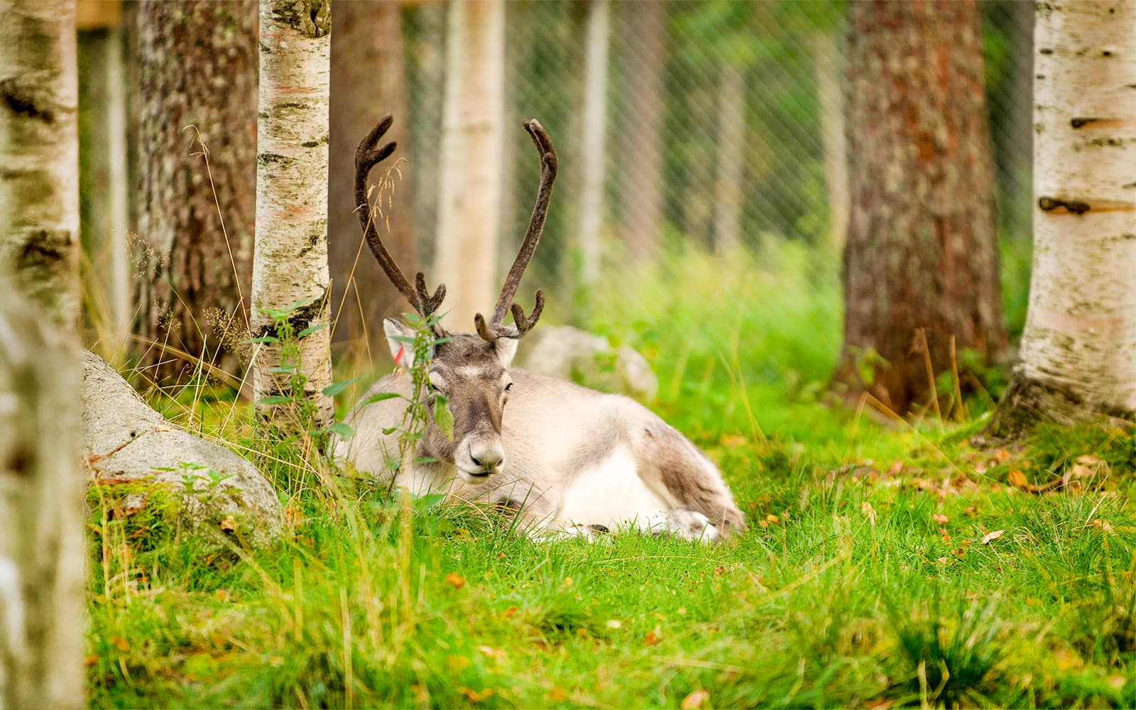 From Rovaniemi: Trip & Entry to Ranua Wildlife Park tickets in Rovaniemi - Highlights | TickYourList