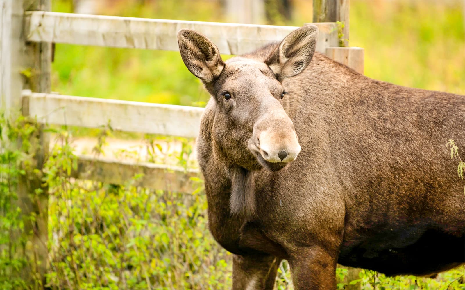 From Rovaniemi: Trip & Entry to Ranua Wildlife Park tickets in Rovaniemi - Features | TickYourList