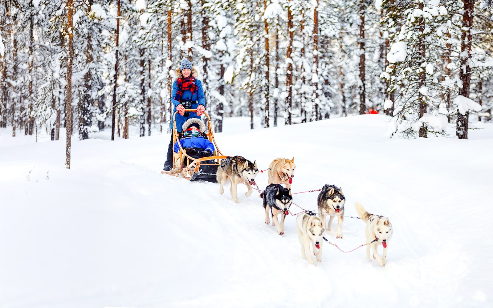 From Rovaniemi: Husky Sledding Experience